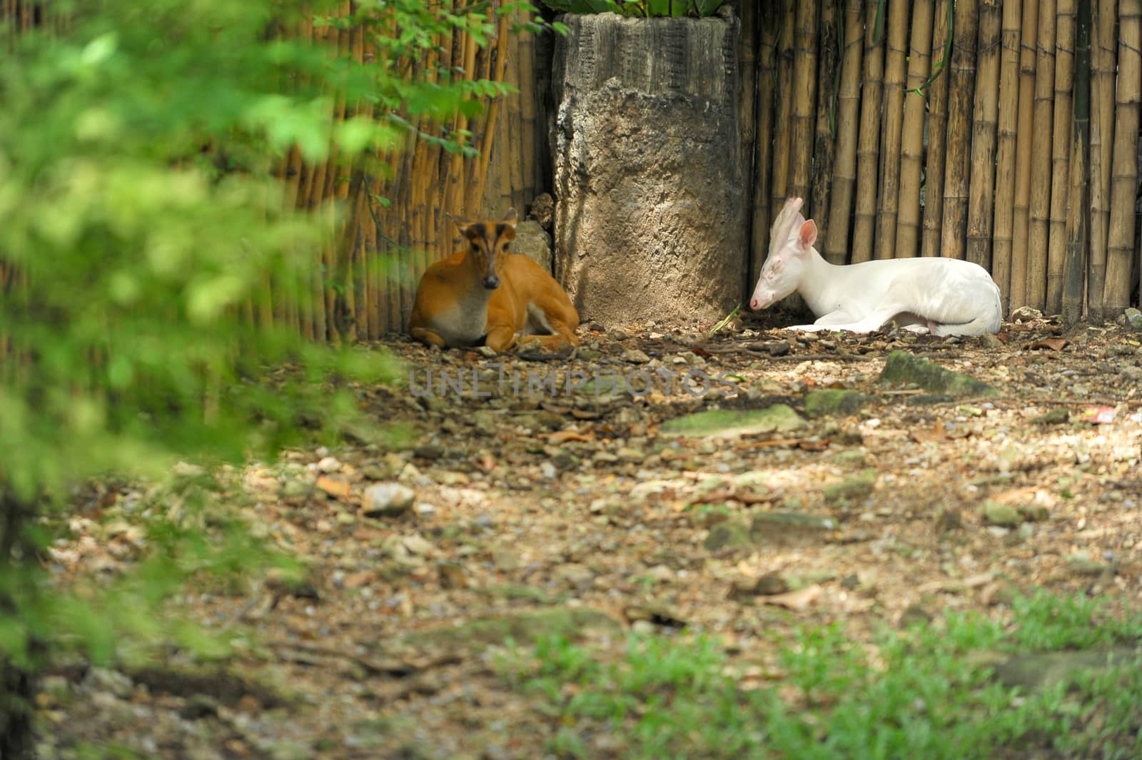 Albino Common Barking Deer by think4photop