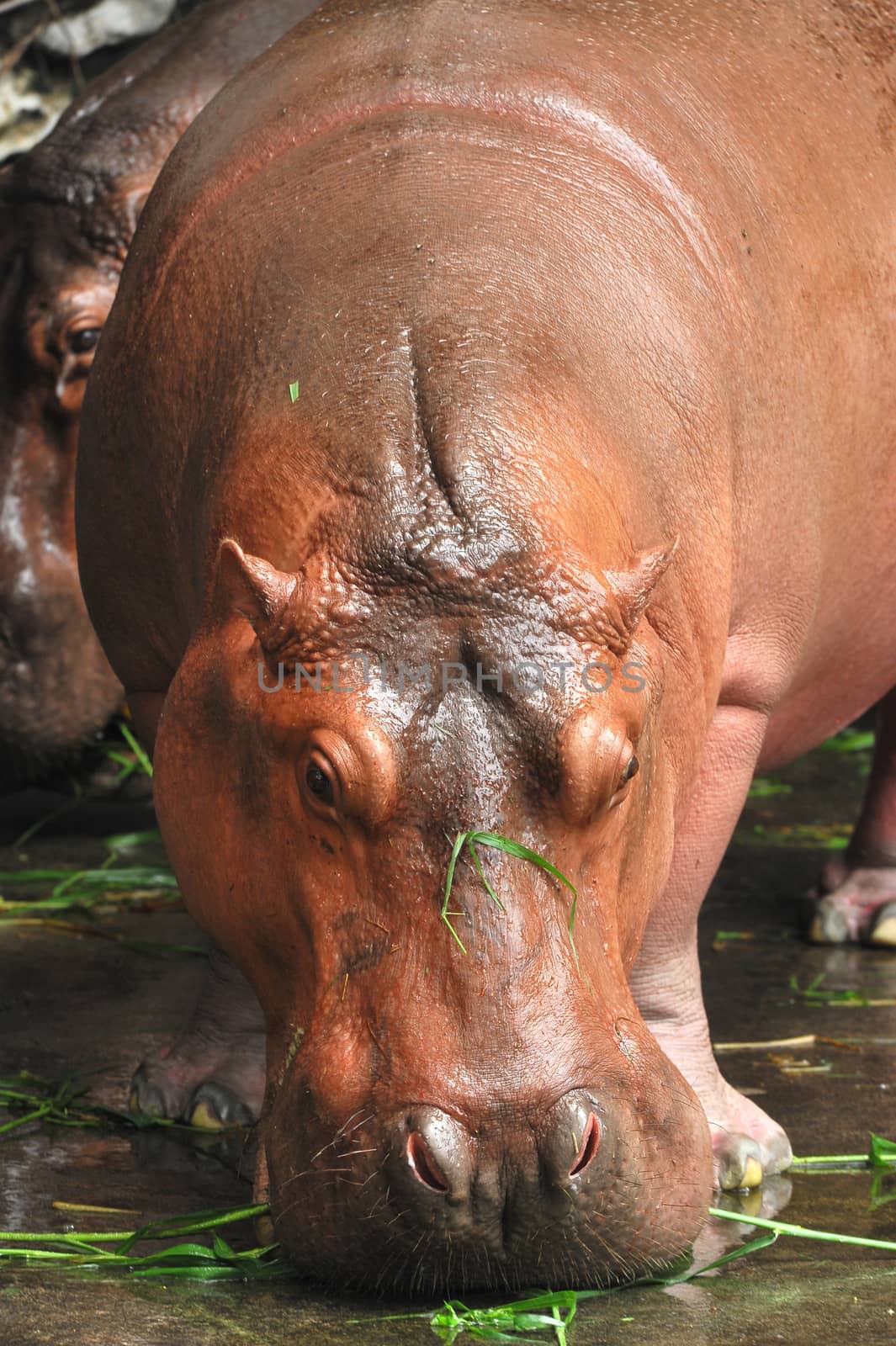 The Shot of Hippopotamus eating on the ground taken in the zoo. by think4photop