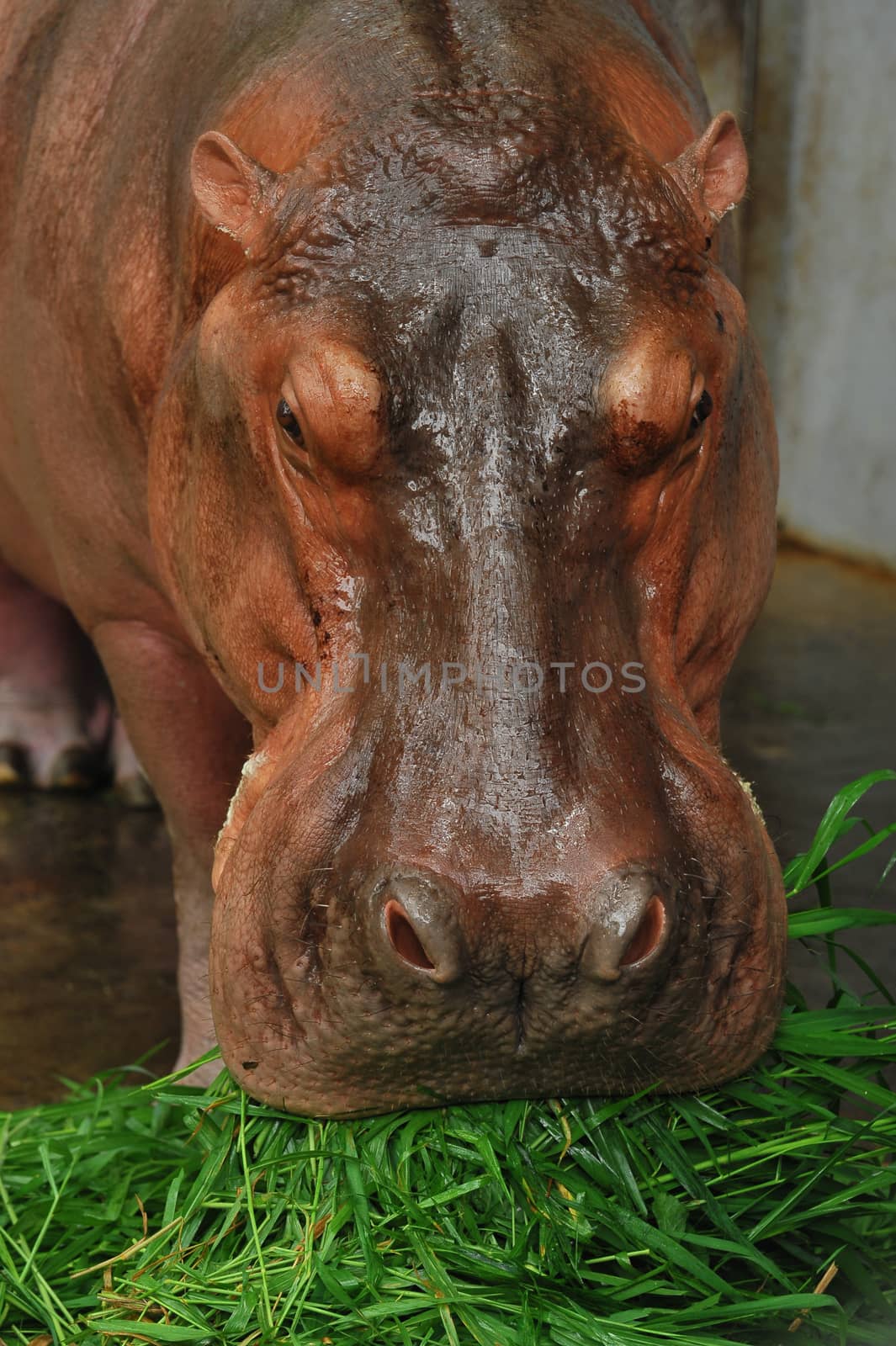 The Shot of Hippopotamus eating on the ground taken in the zoo.