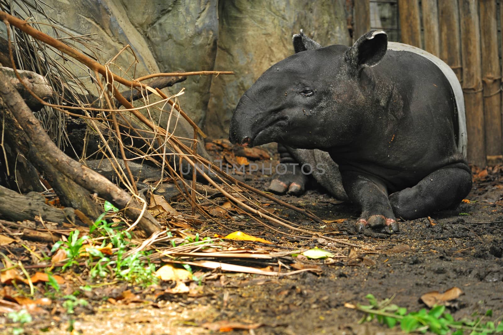 malayan tapir (tapirus indicus) by think4photop