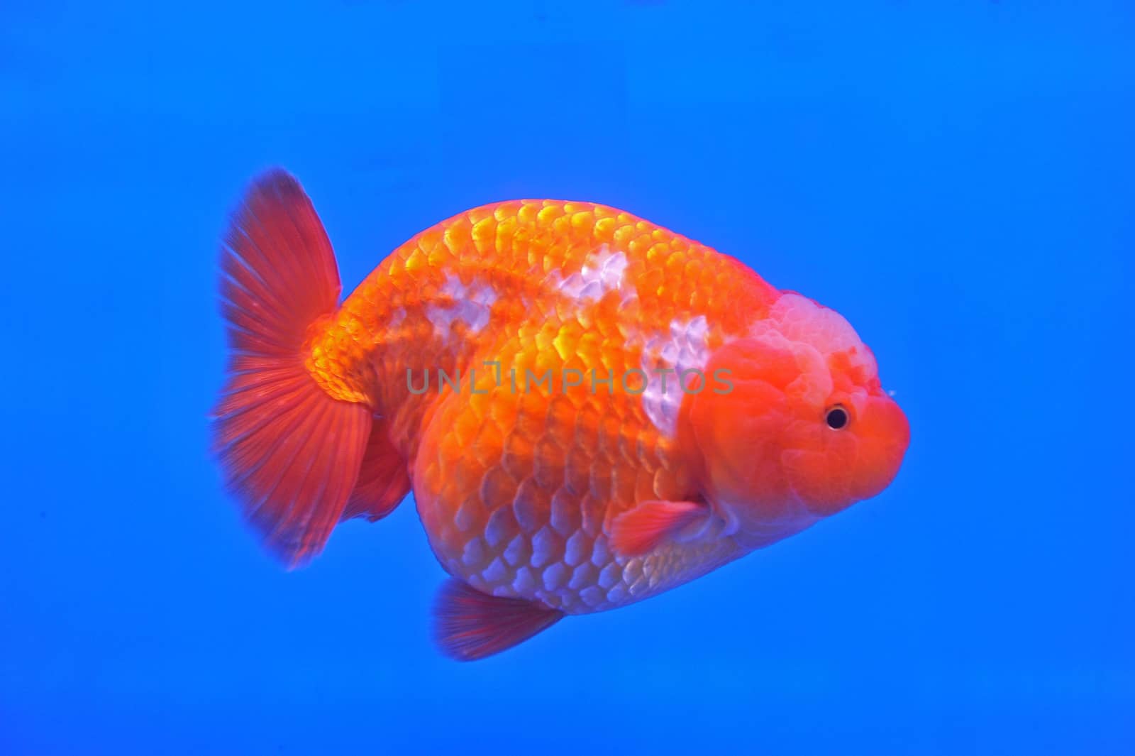 Ranchu Lion Head goldfish in fish tank by think4photop