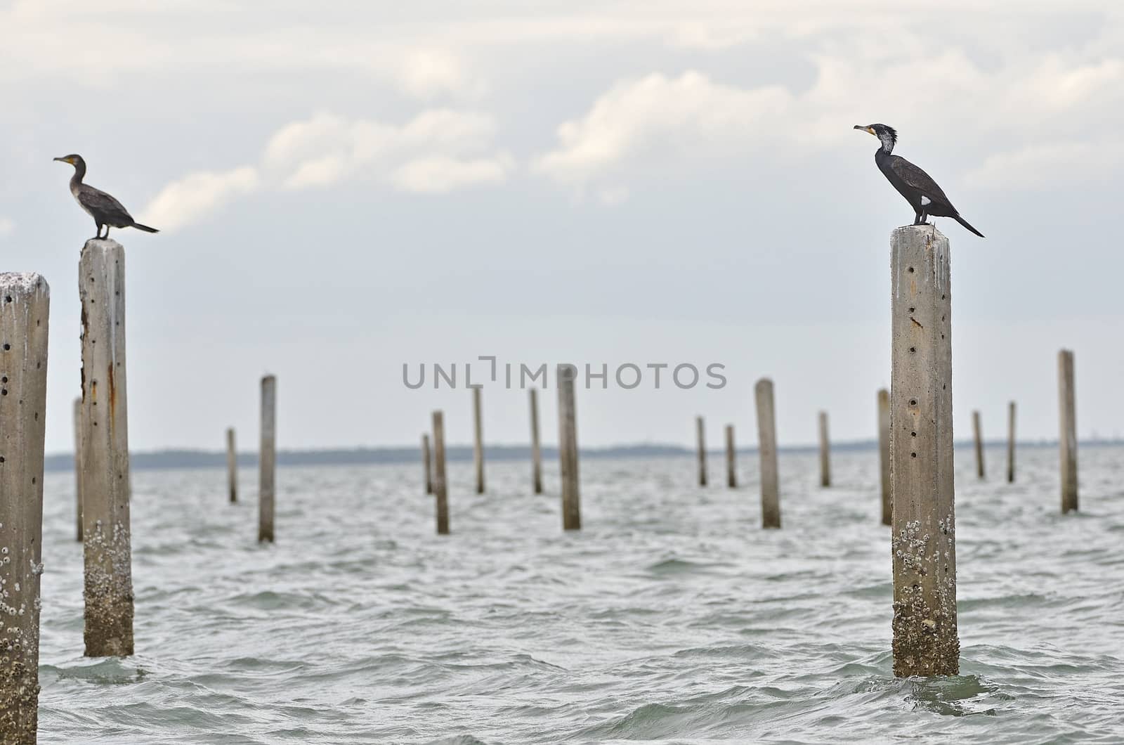 Great Cormorant resting after fishing