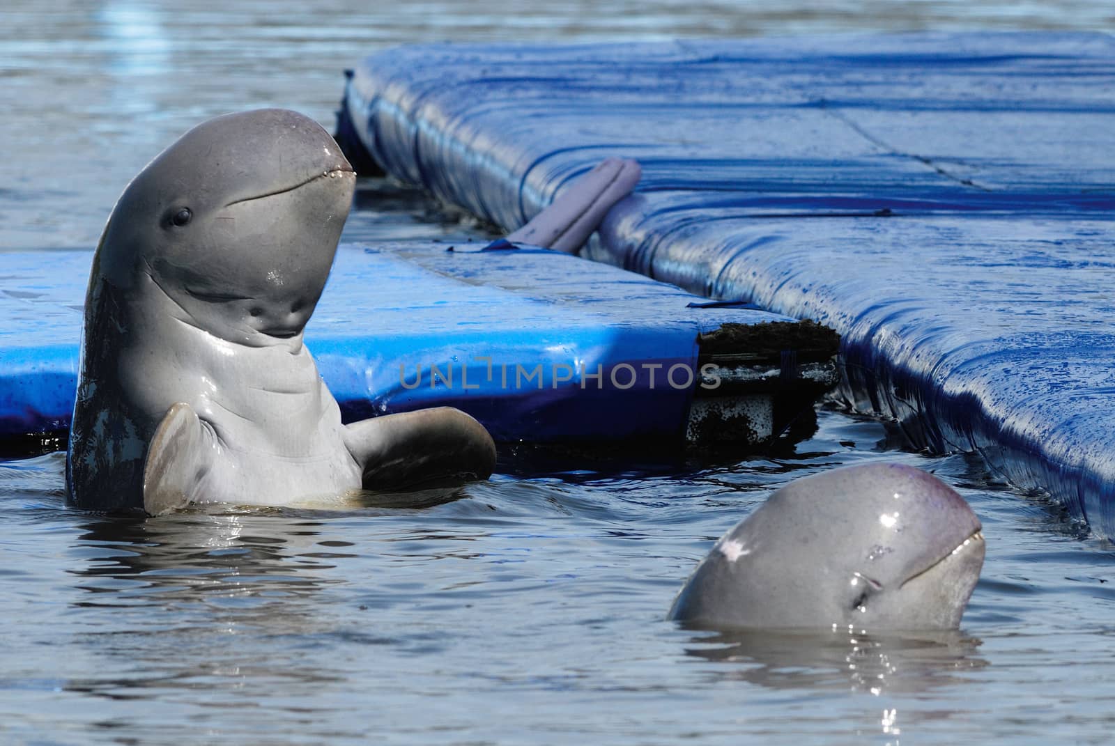 Dolphin show in the park by think4photop