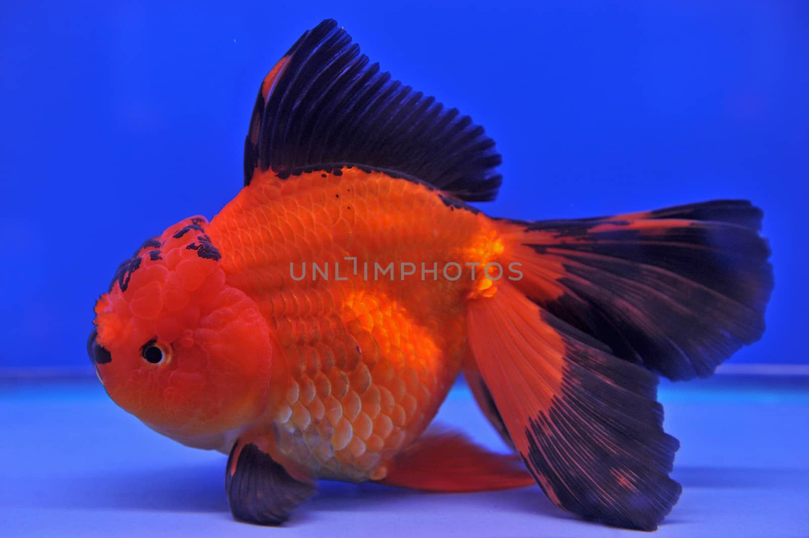 Goldfish in a glass cabinet