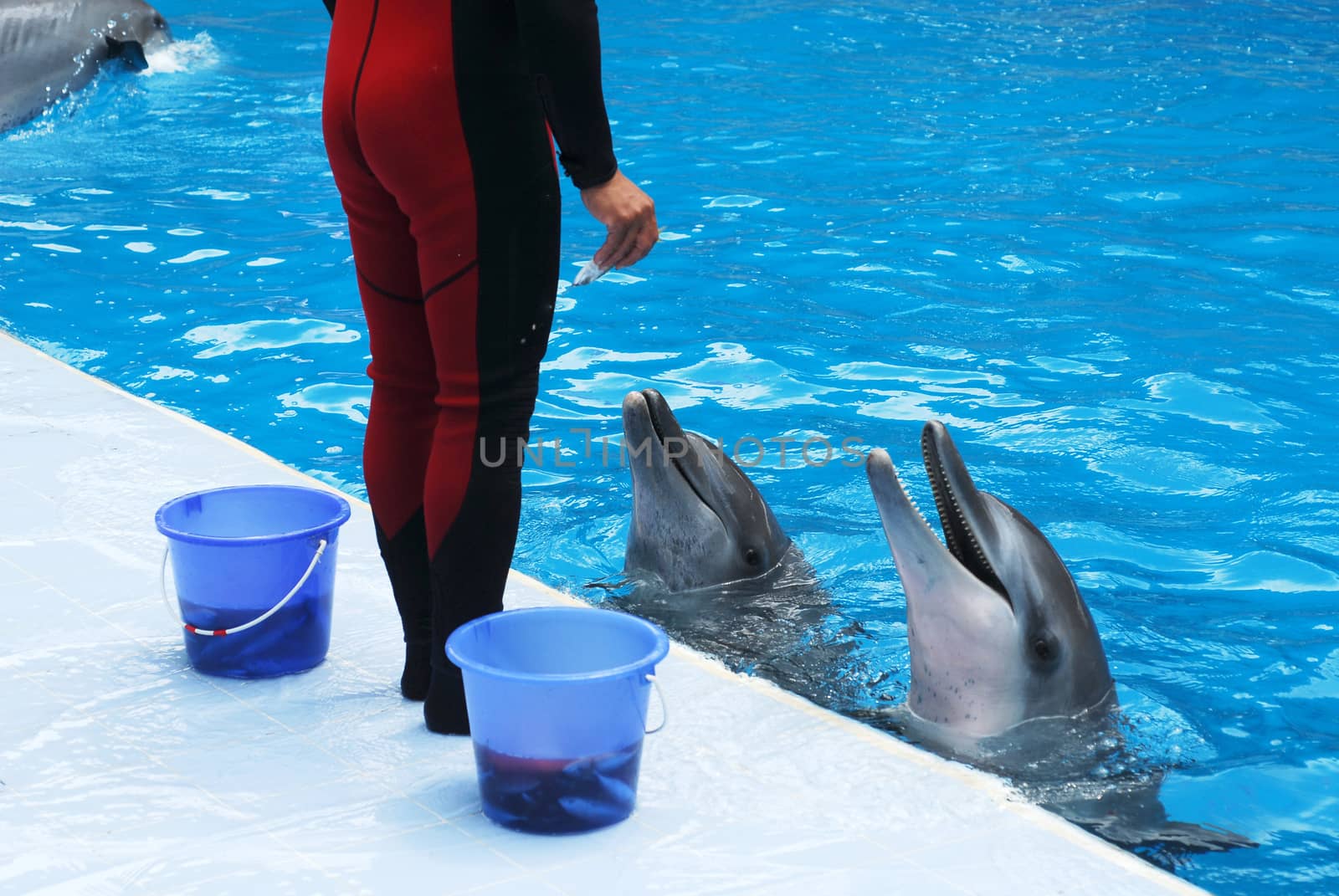 trainer feeding dolphins by think4photop