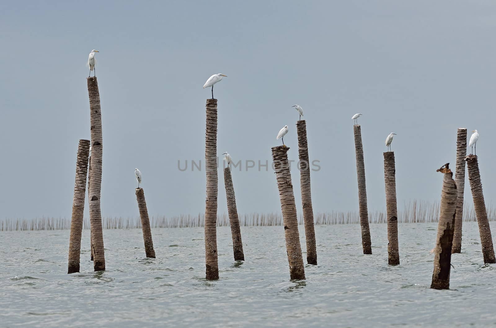The flog of Great Egret, inner gulf of Thai.Thailand by think4photop