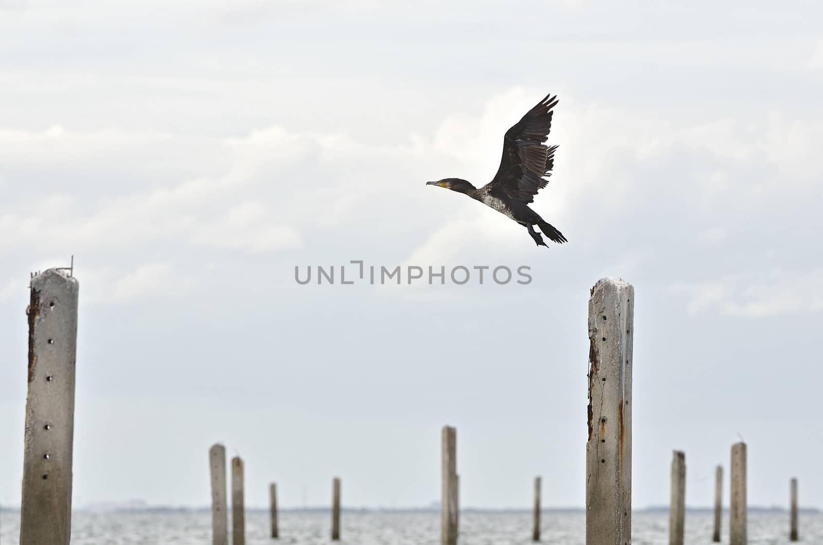 Great Cormorant resting after fishing by think4photop
