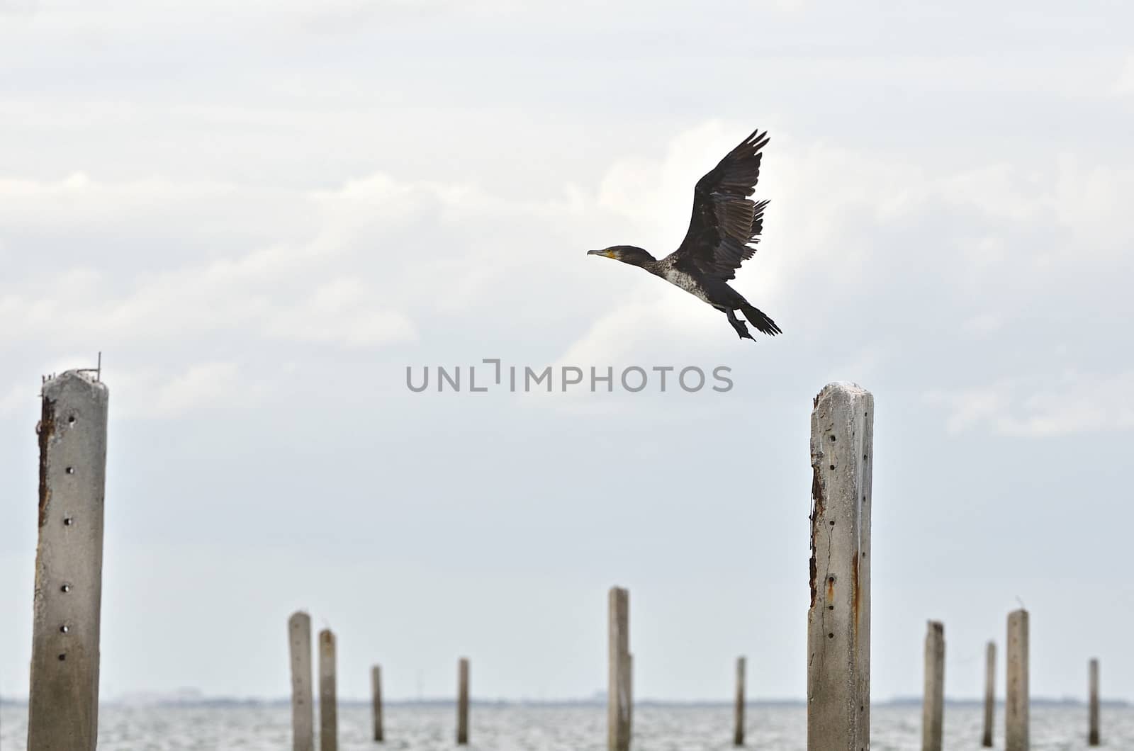 Great Cormorant resting after fishing