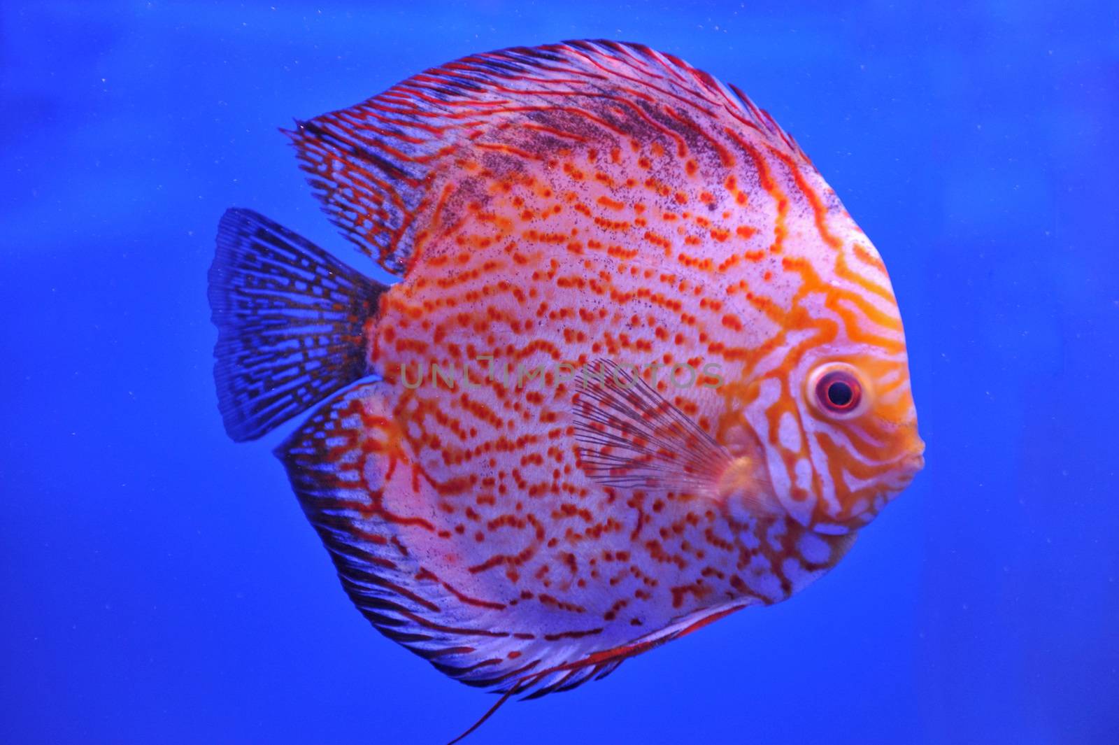 Red Stripe Pigeon Blood Discus by think4photop