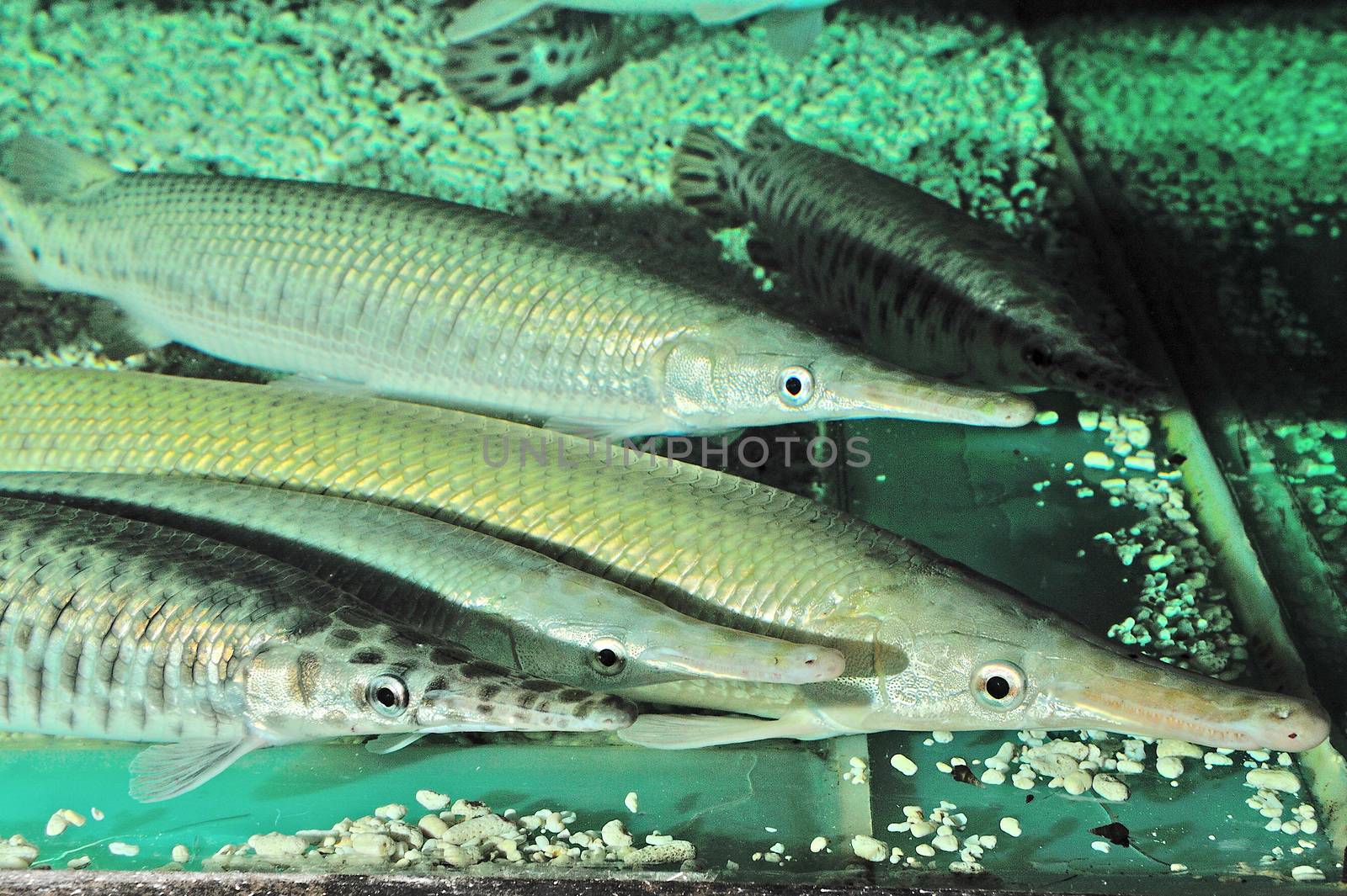 Spotted Gar (Lepisosteus Oculatus) in aquarium by think4photop