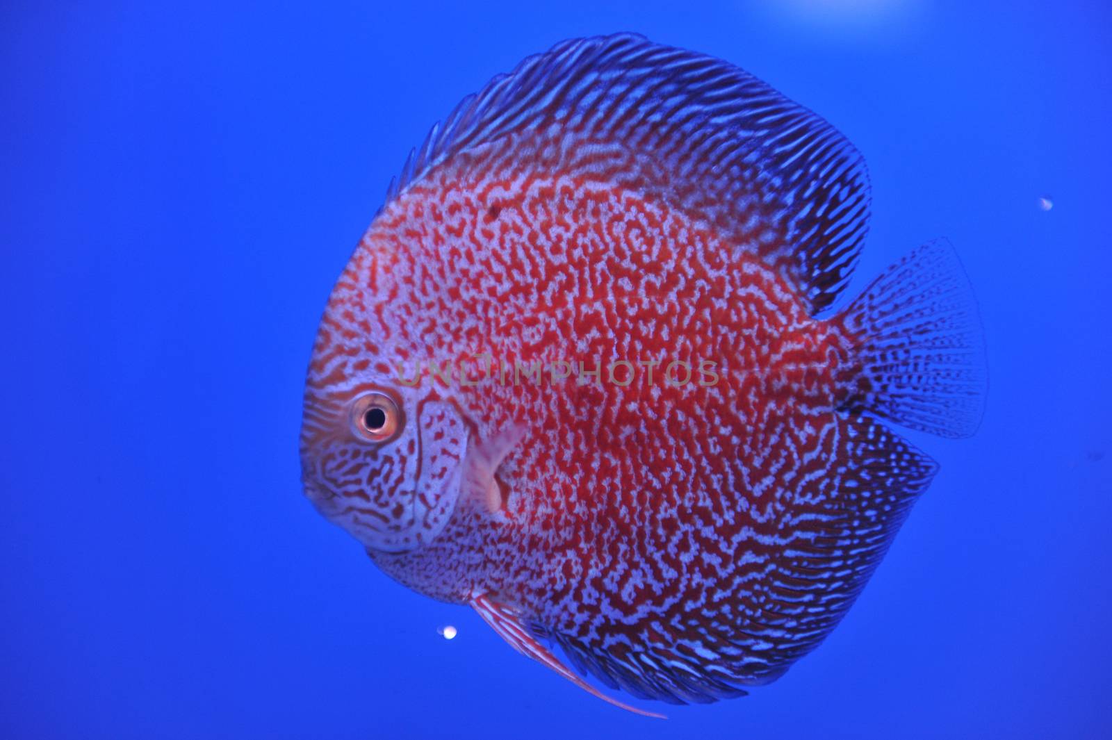 discus in an aquarium on a blue background