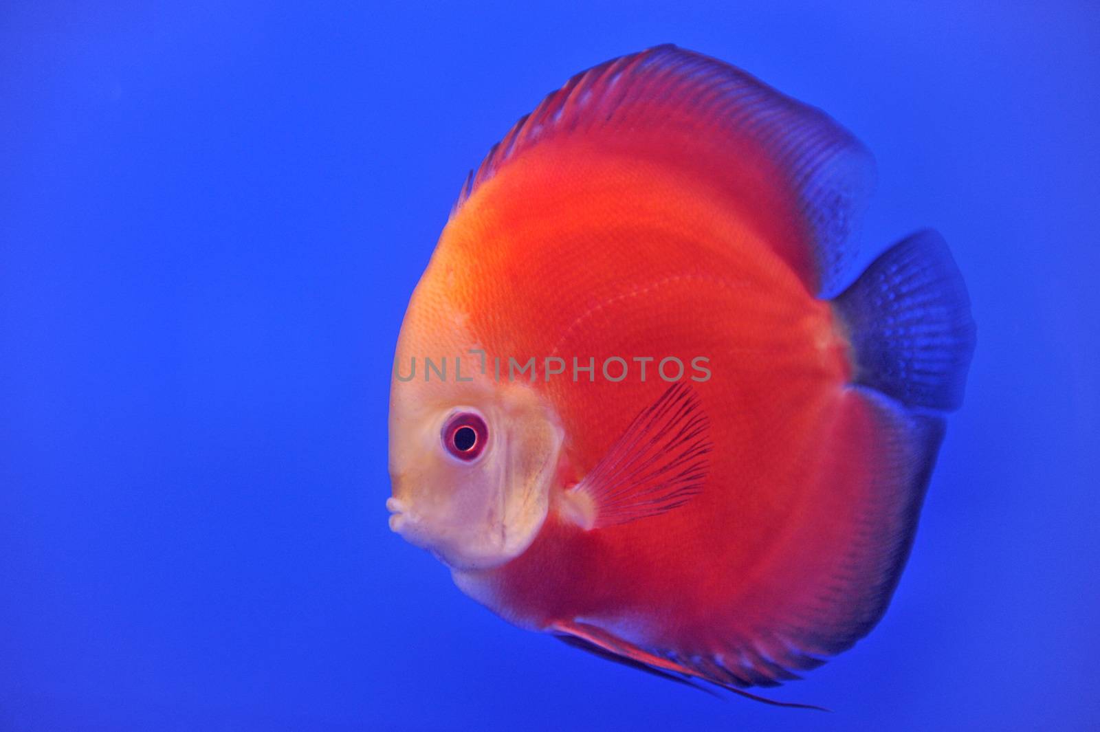 discus in an aquarium on a blue background by think4photop