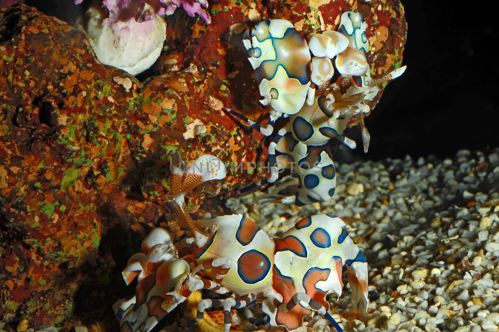 Harlequin shrimp