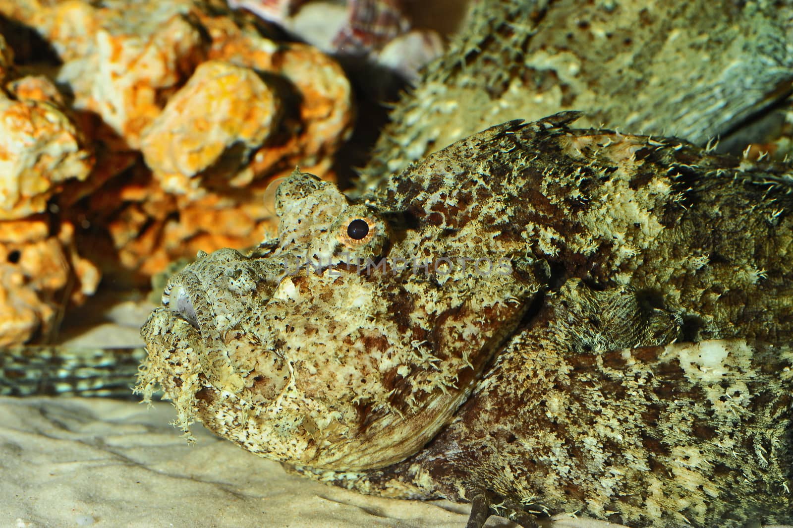 Stonefish by think4photop