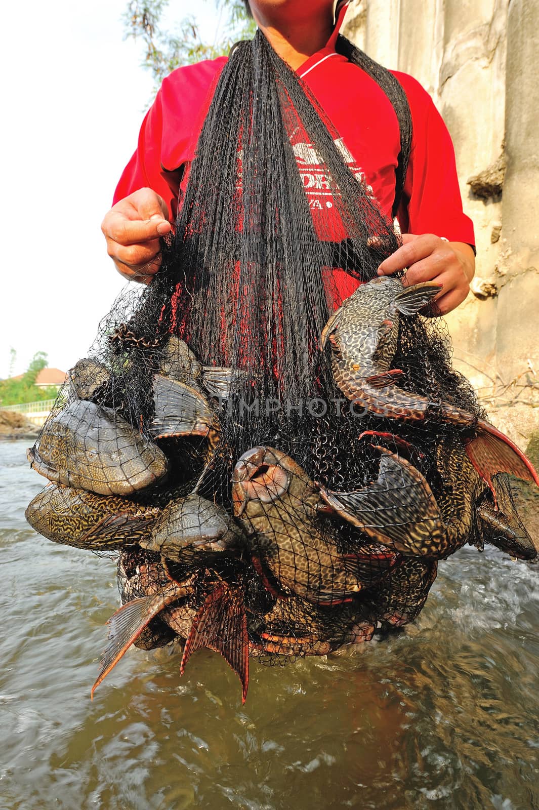 Plecostumus fish (sucker fish) outbreak in river, Thailand.