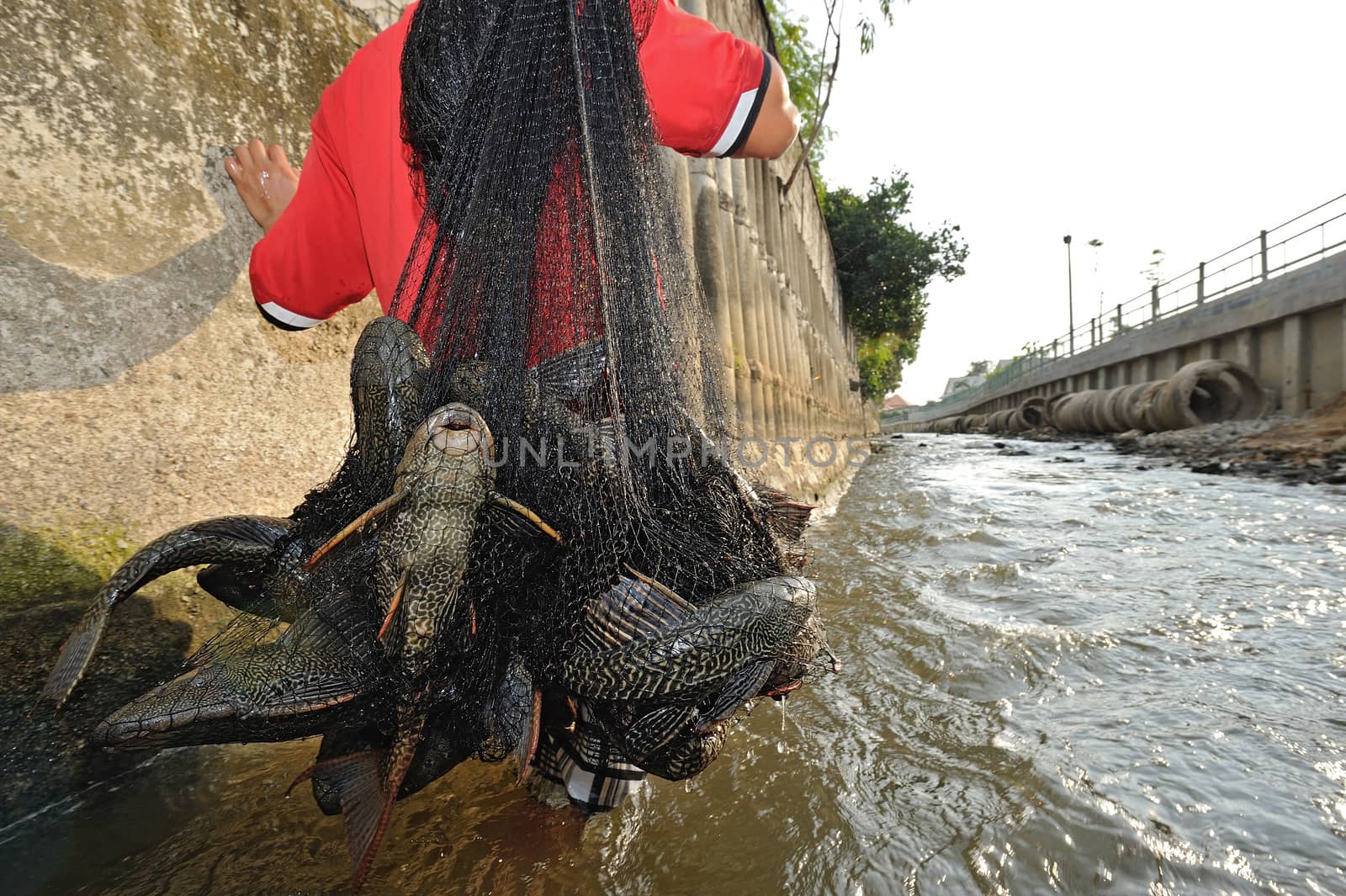 Plecostumus fish (sucker fish) outbreak in river, Thailand. by think4photop