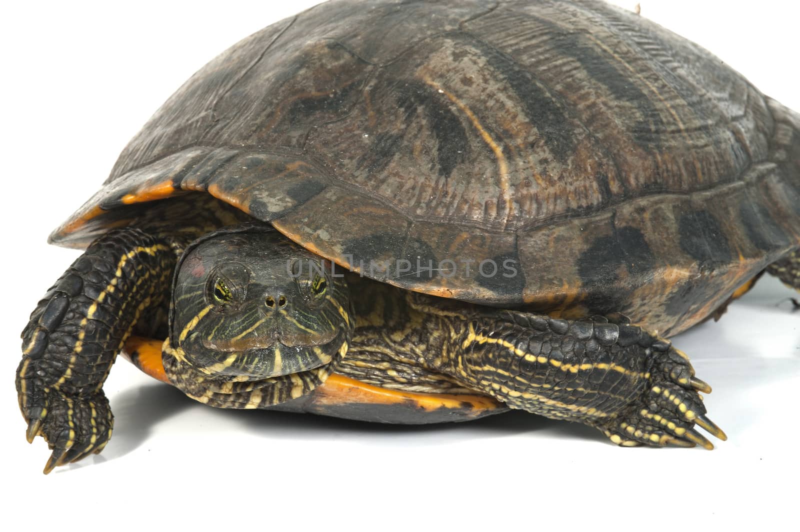 Red-eared turtle isolated on white background.