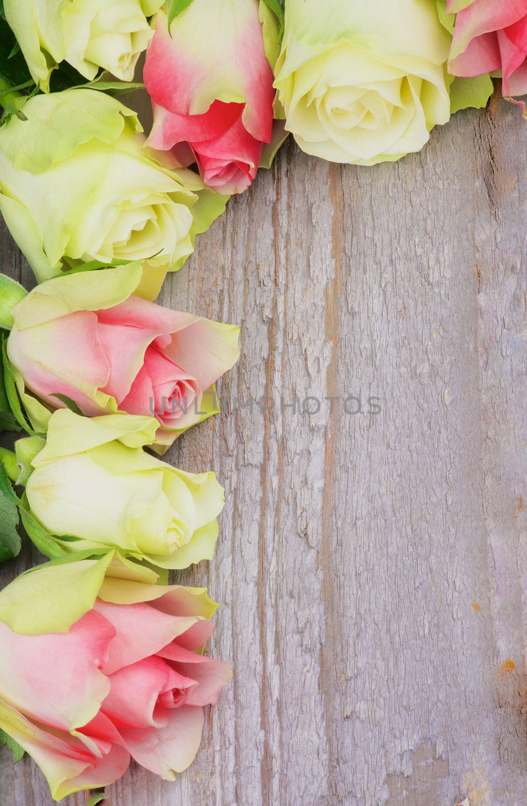 Corner Frame of Beauty White-Green and Pink Roses closeup on Rustic Wooden background