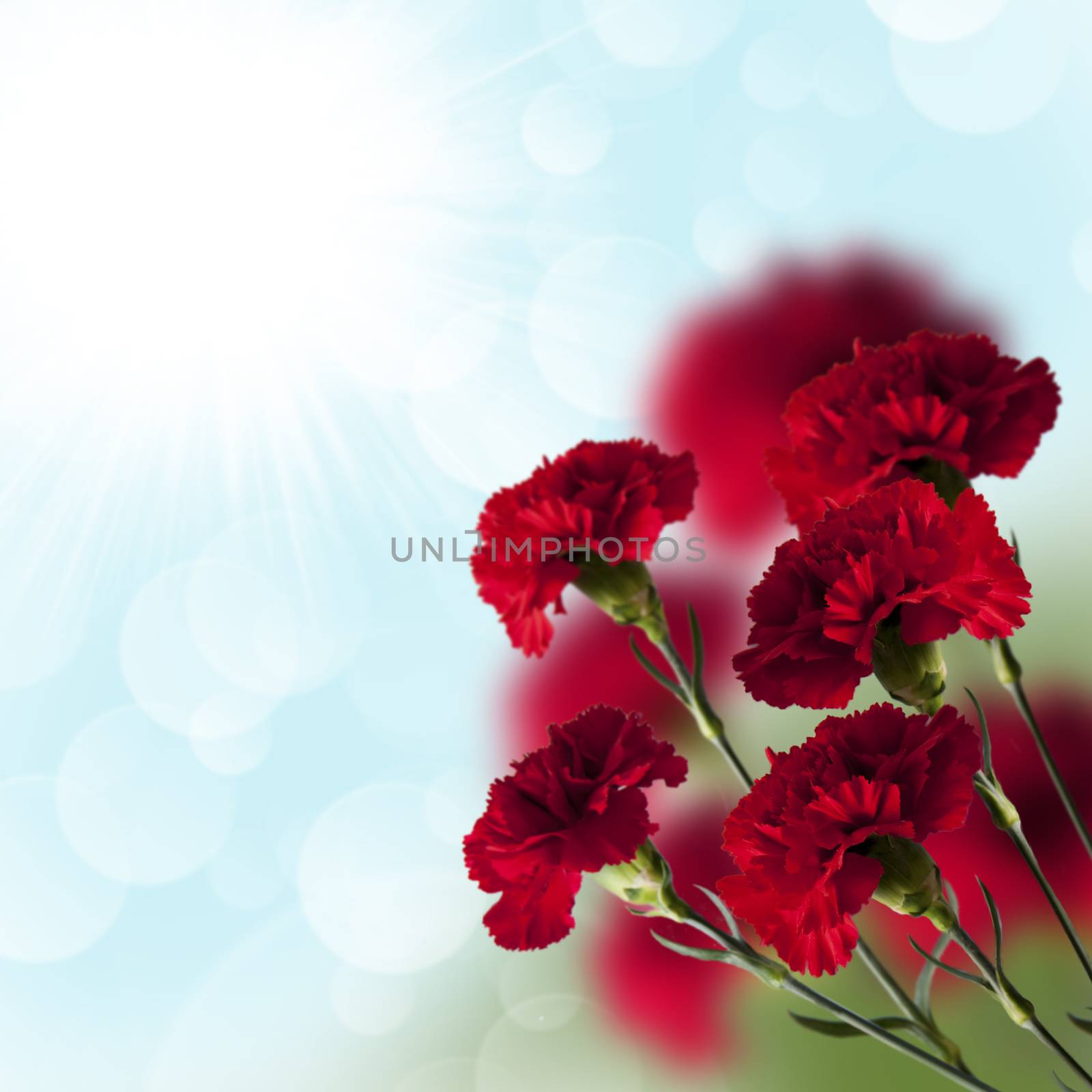 red carnations on the background of blue sky with bokeh