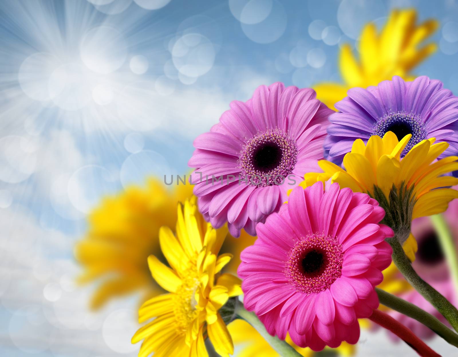 bouquet of gerberas on a blue sky with bokeh