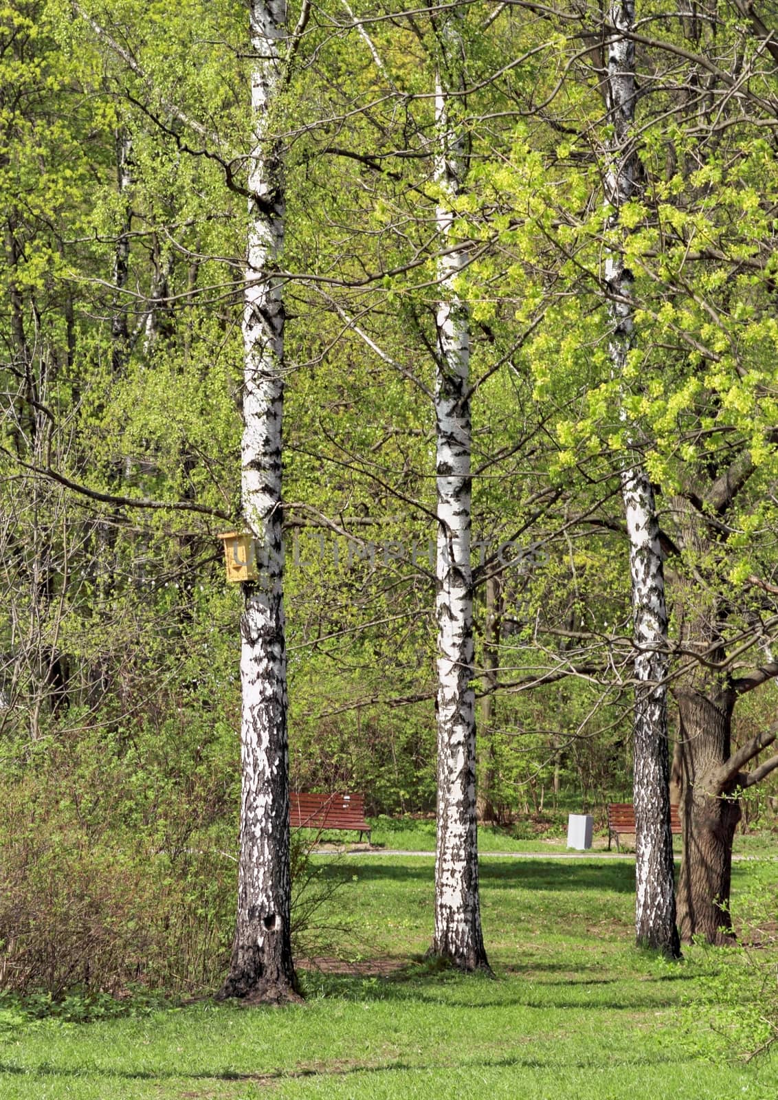 Moscow Park Sokolniki