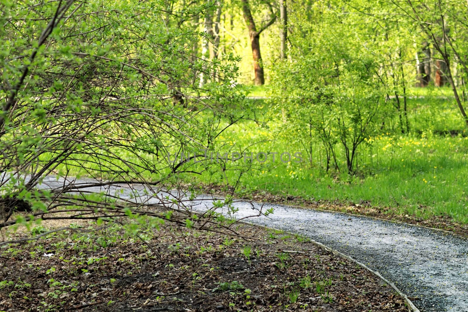 Moscow Park Sokolniki by victorych