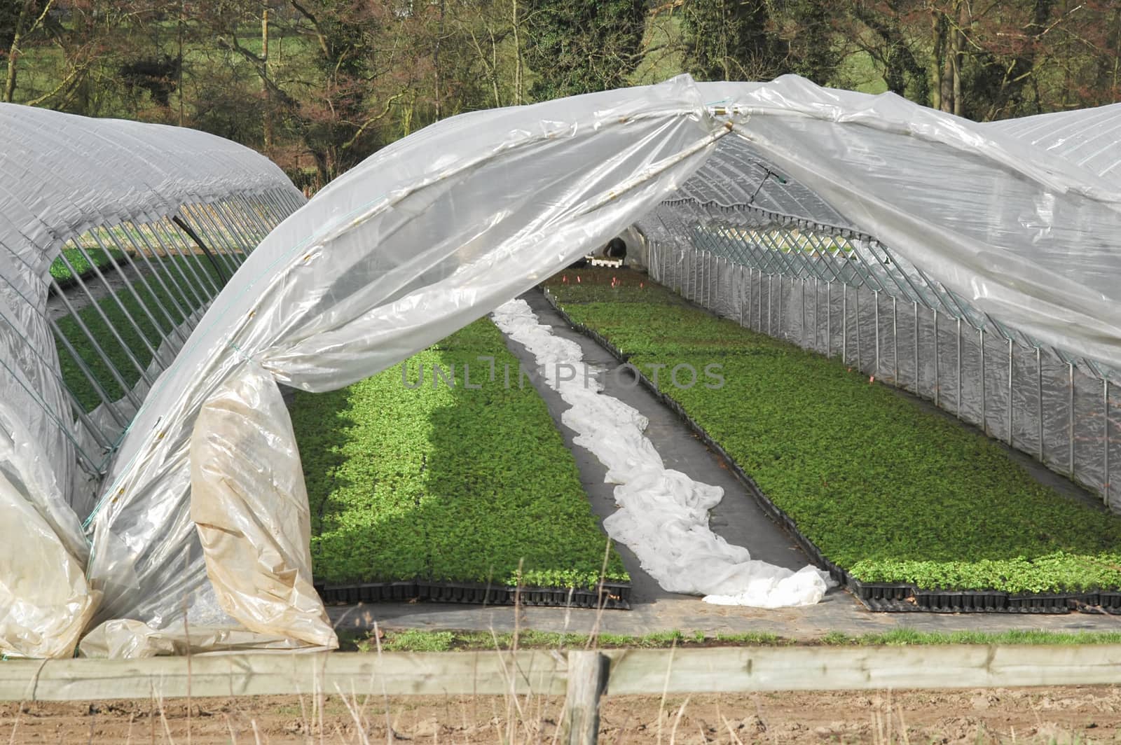 plastic tunnel for plant cultivation