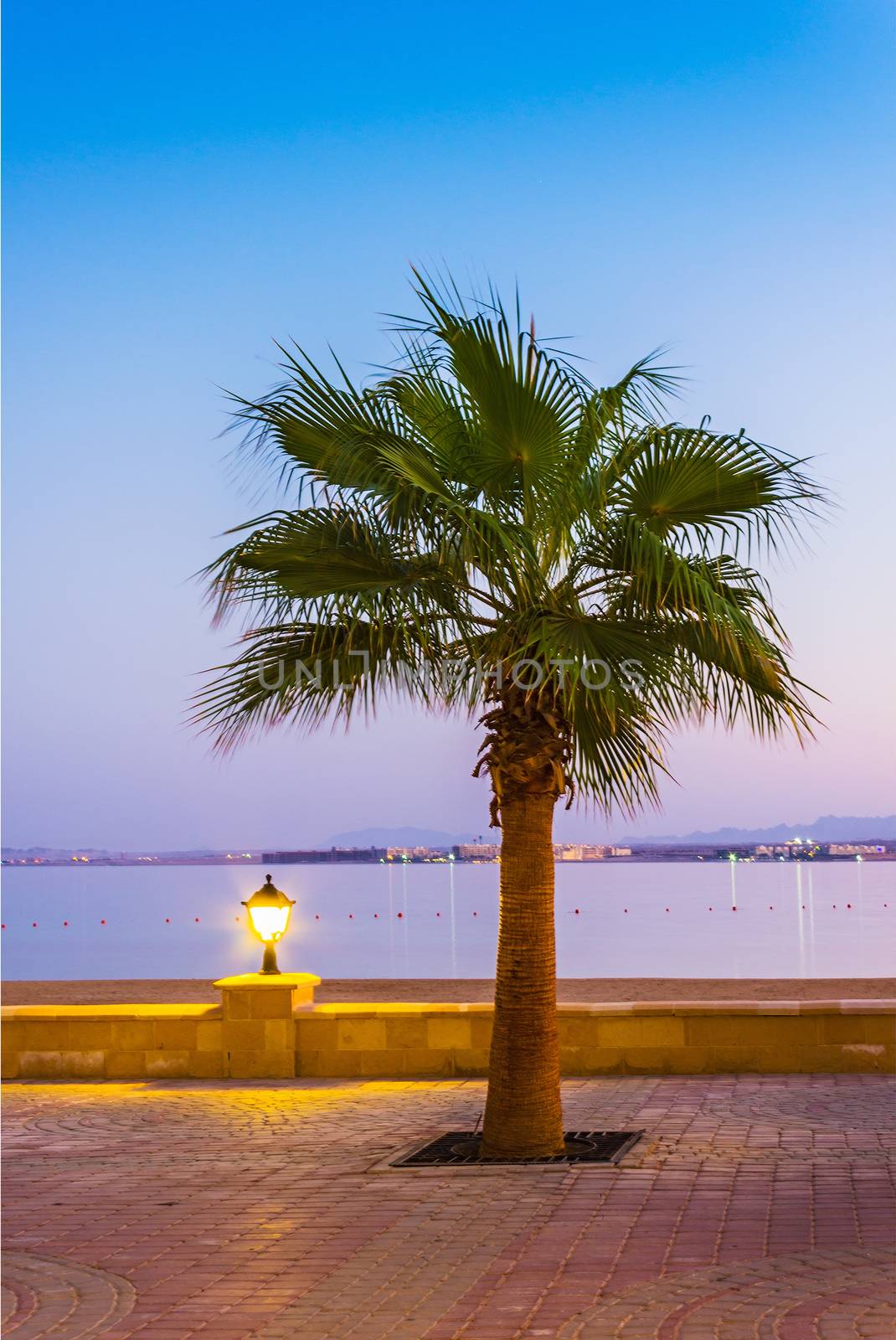 Promenade with palm trees on the shore of the Red Sea, Egypt, Hurghada