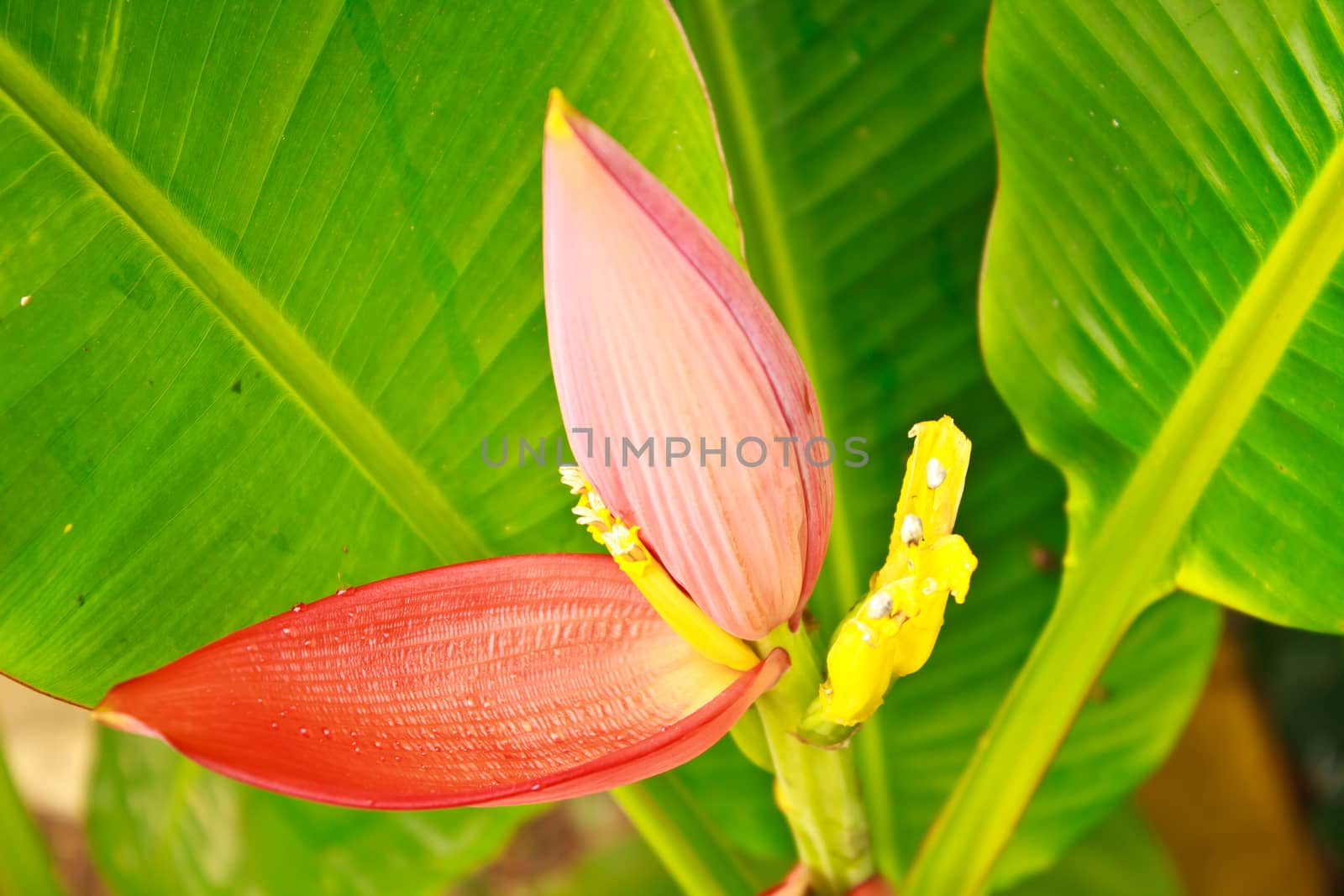 Banana Ornamental, flower of banana