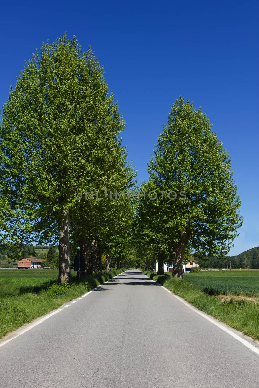 Tree lined country road in northern Italy by huntz