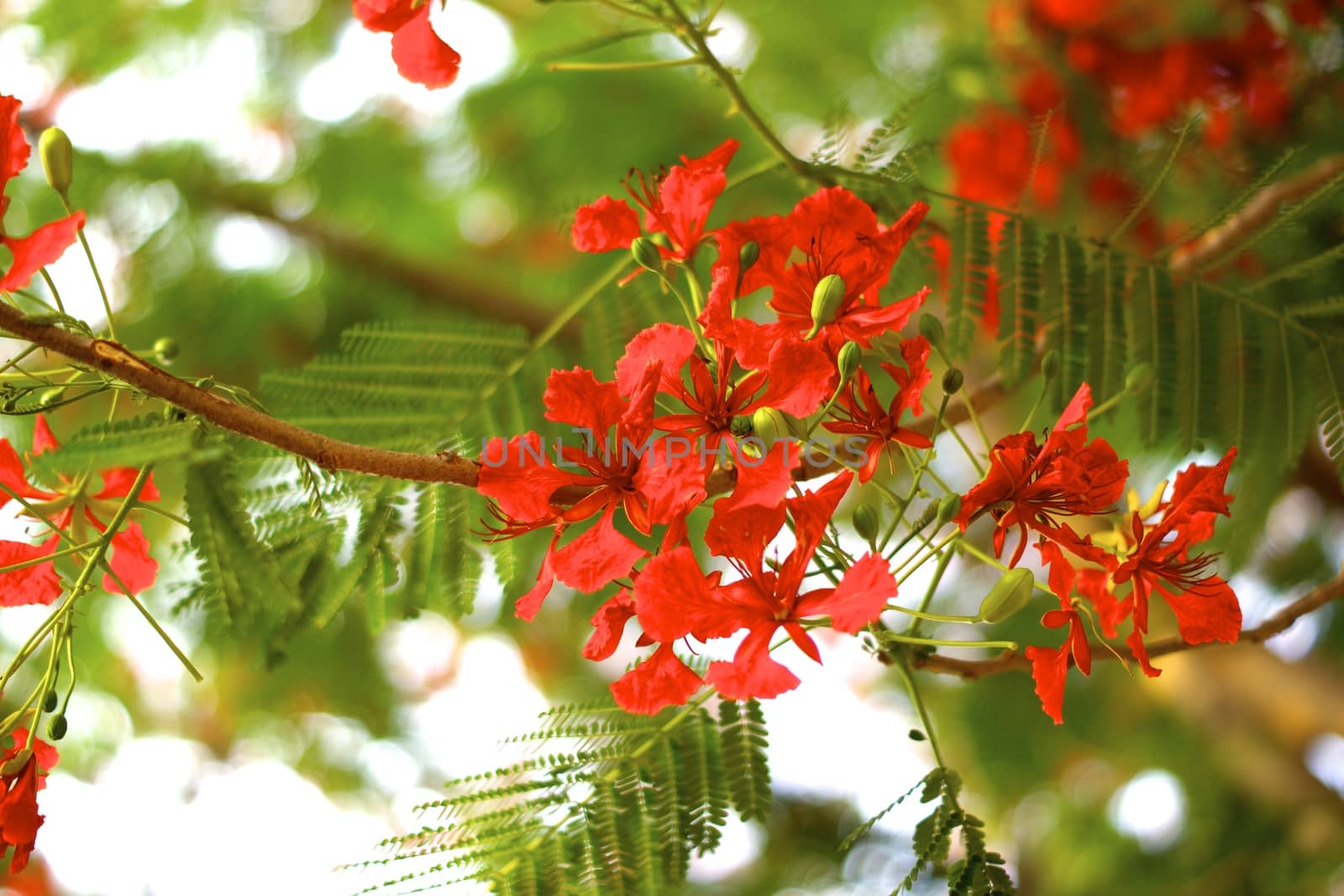 bright red flowers of flame tree in the sunny day