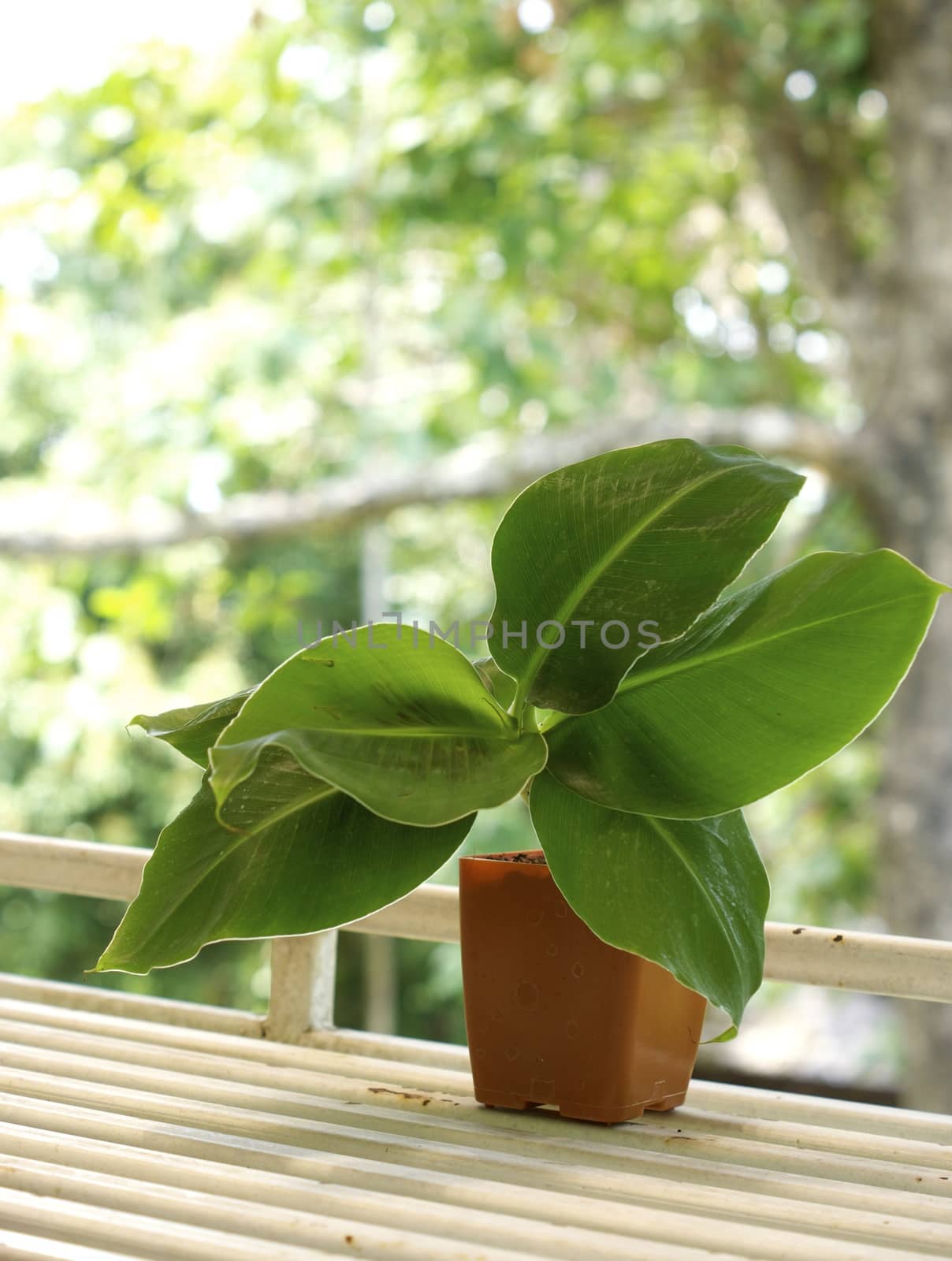 one type of dwarf banana that growth and develop by bioengineering and tissue culture method