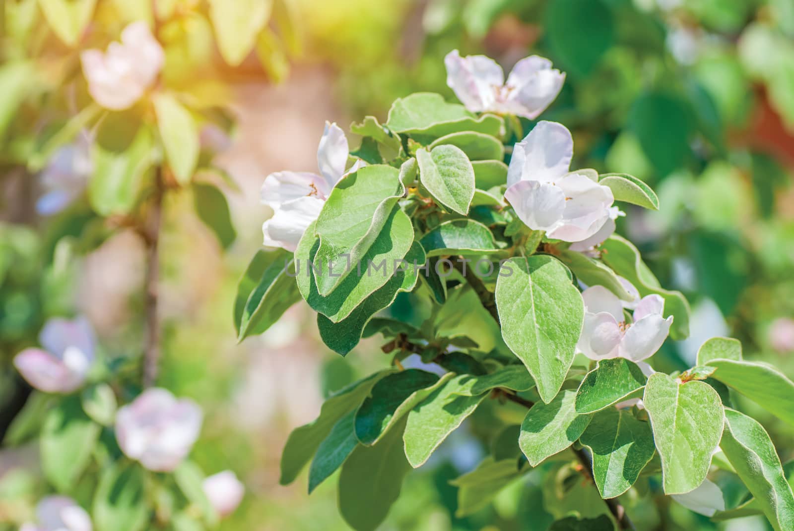 Spring blossom: branch of a blossoming apple tree on garden background