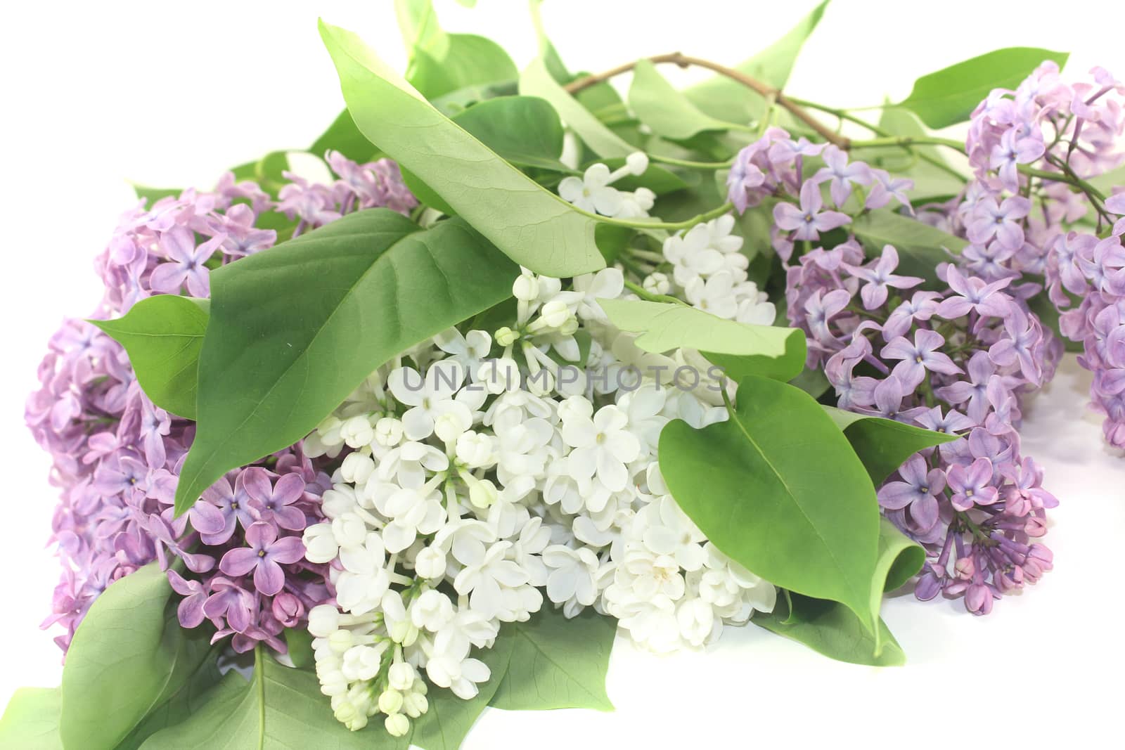 a bouquet of colorful lilac blossoms by discovery