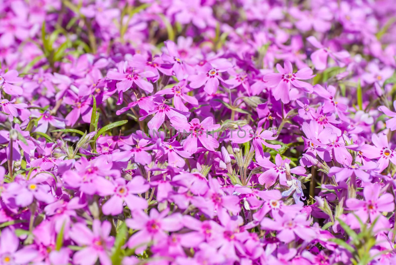 Colorful  bright purple flowers, background by Zhukow