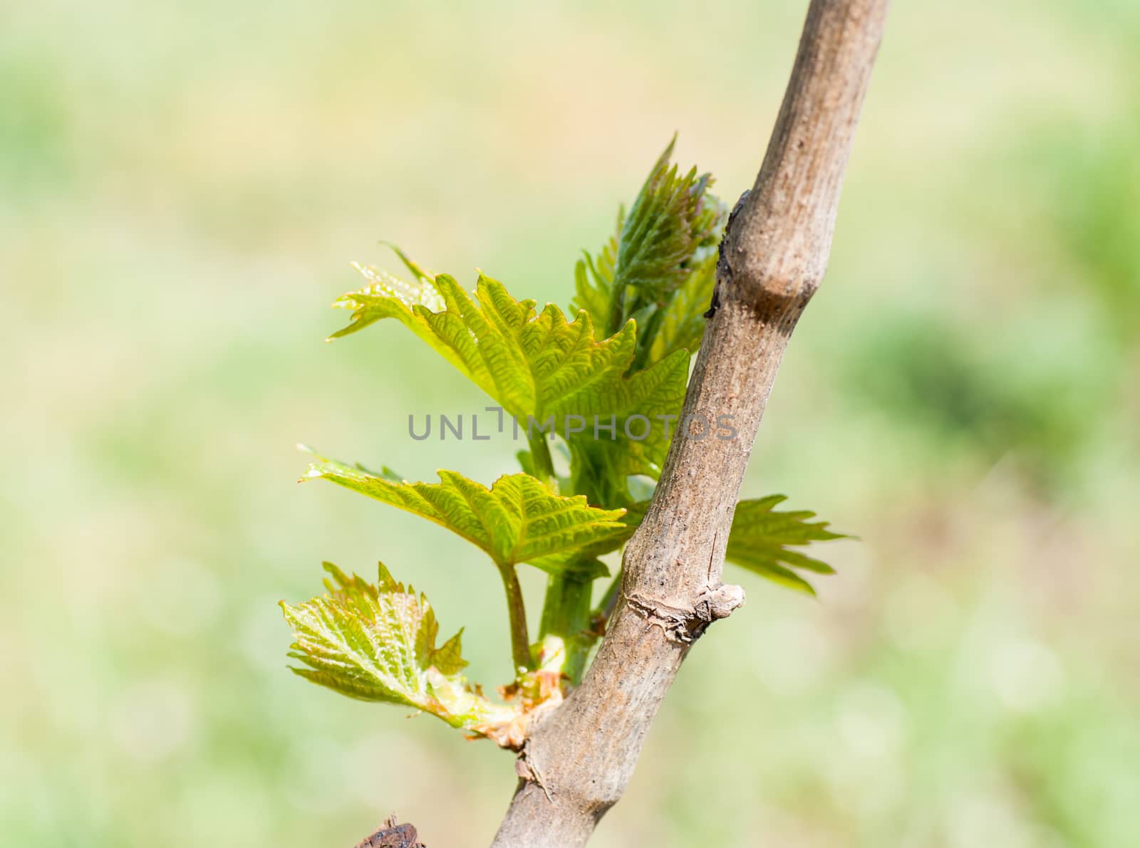 Spring season background with vine leaves in the vineyard by Zhukow