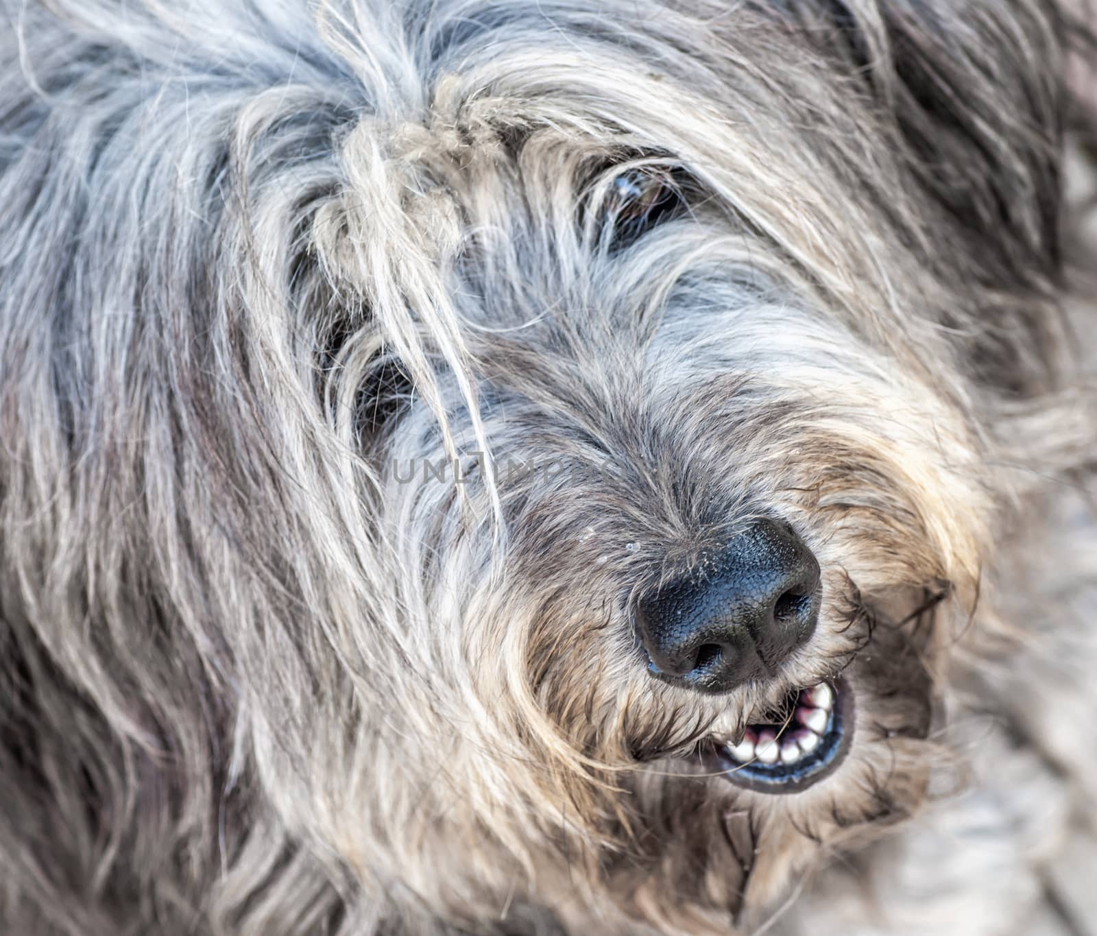 Portrait of shaggy gray dog thrown in the street
