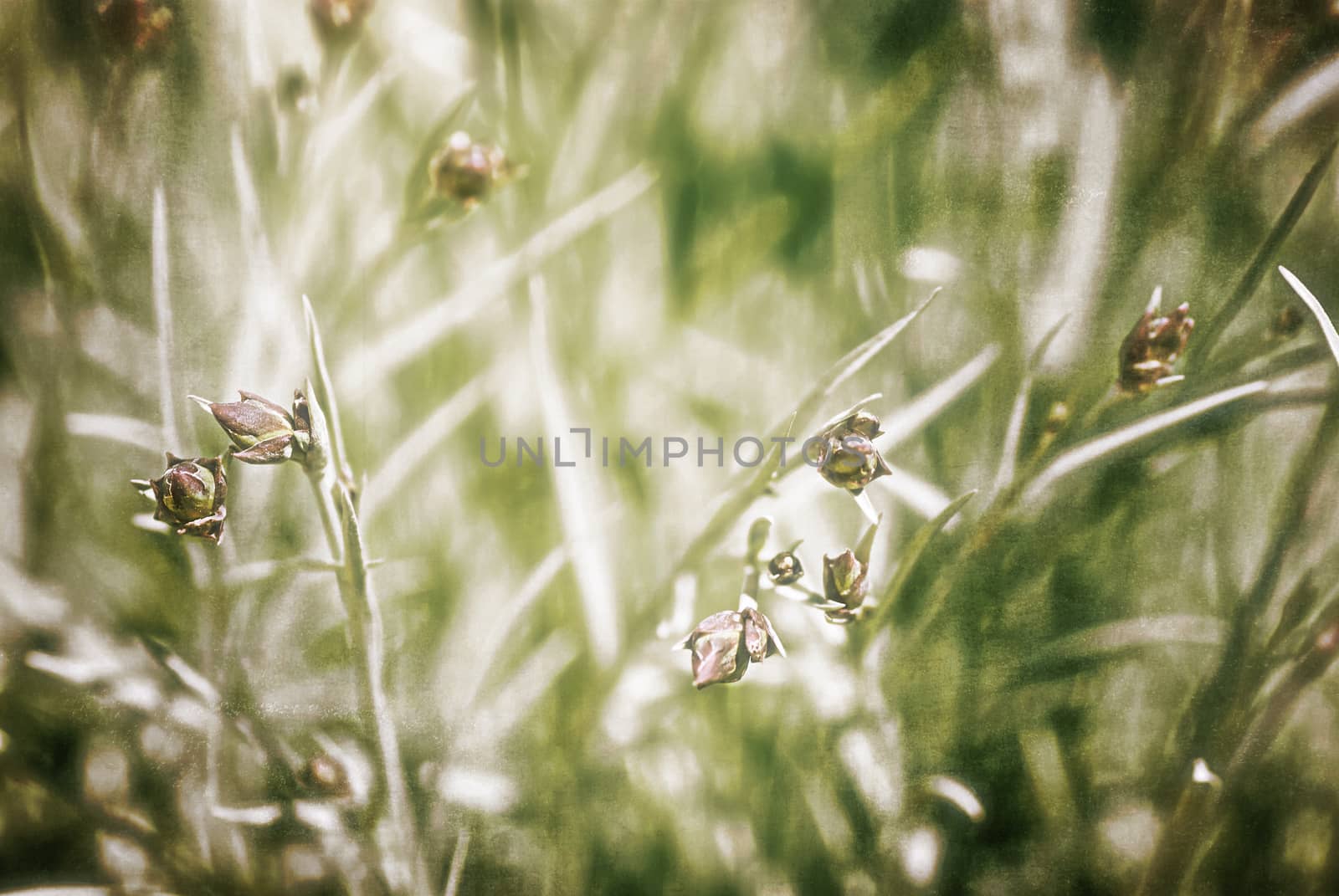 Background of textured wildflowers, artwork in painting style