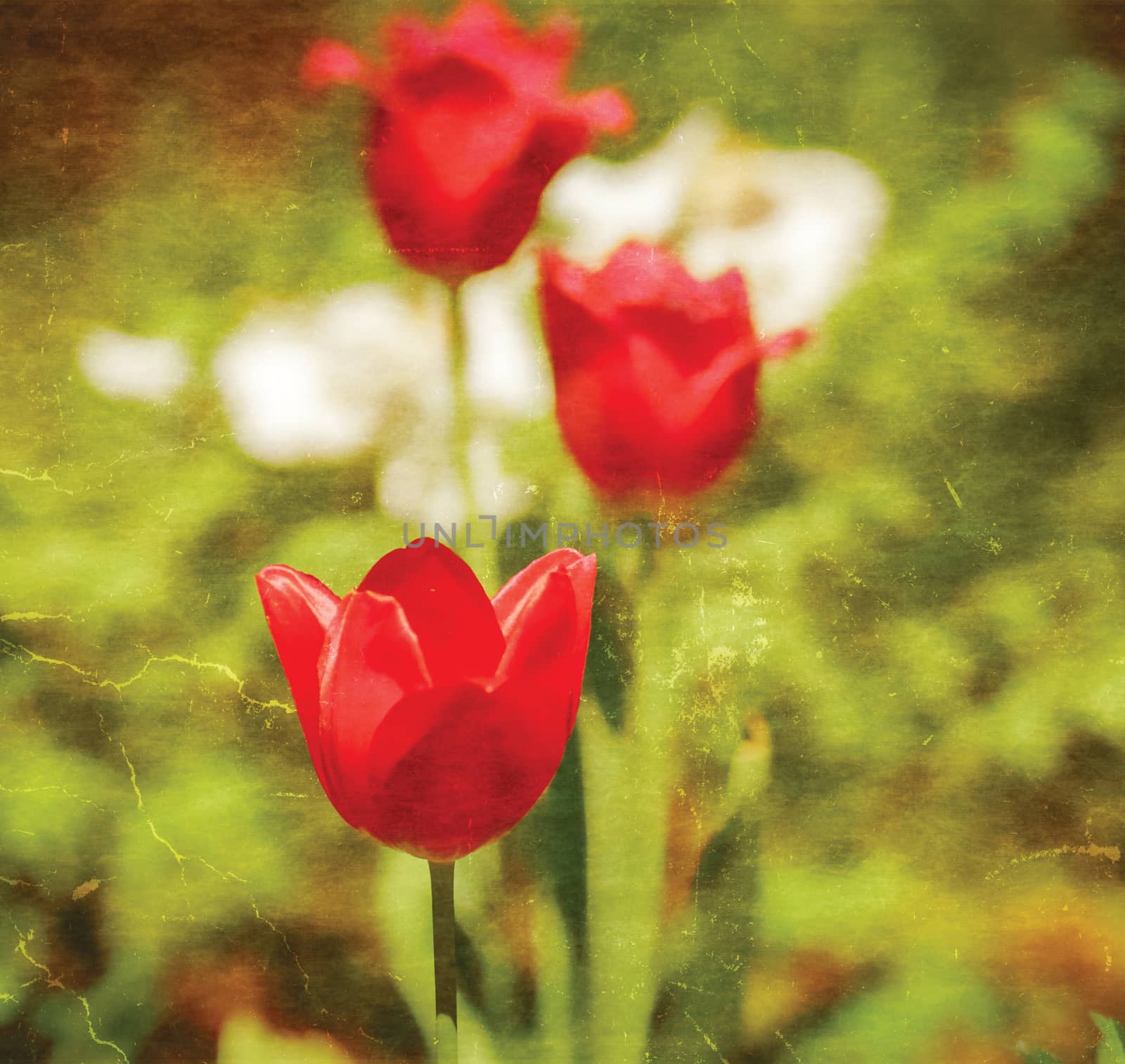 Textured old paper background with red tulips by Zhukow