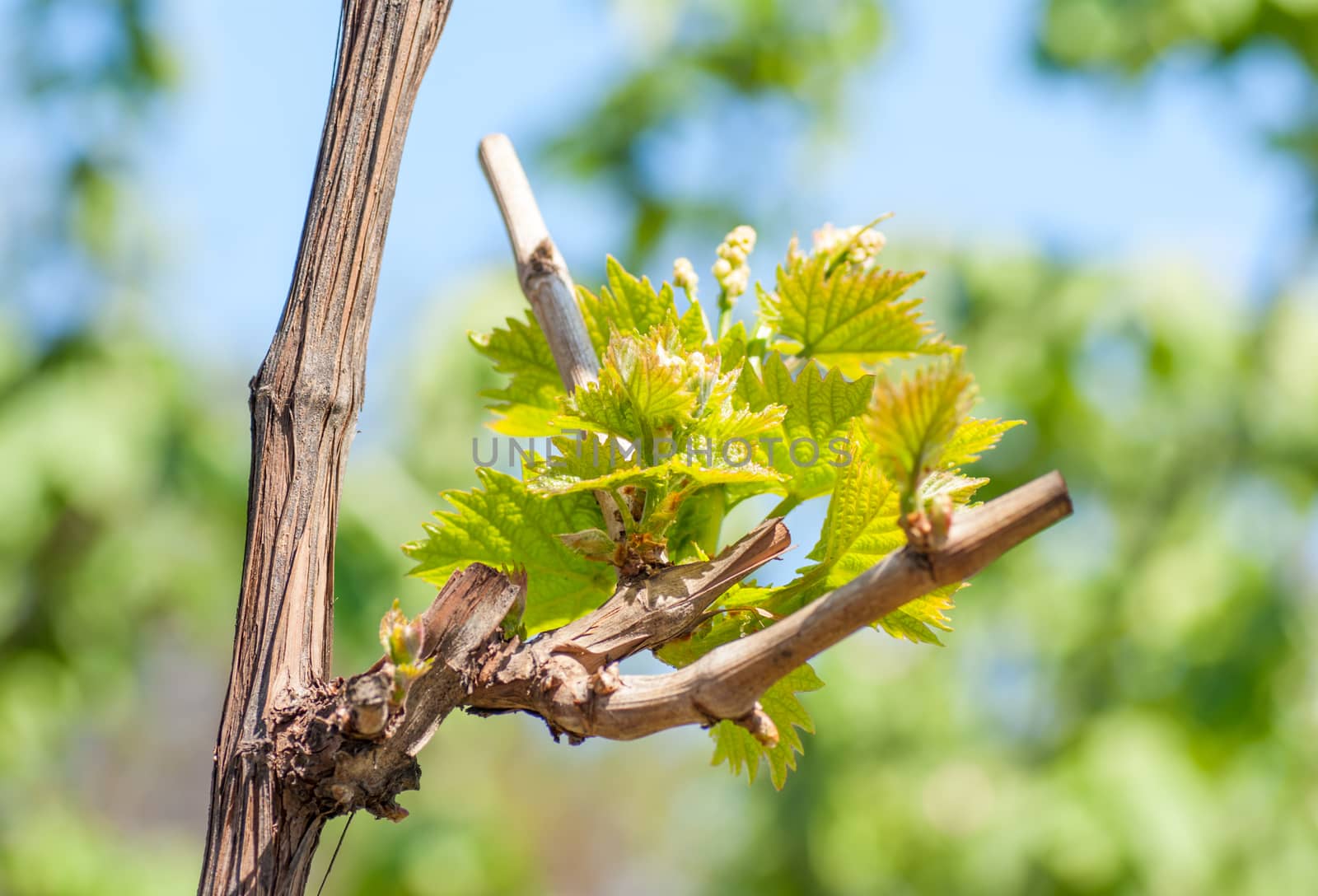 Spring season background with vine leaves in the vineyard by Zhukow