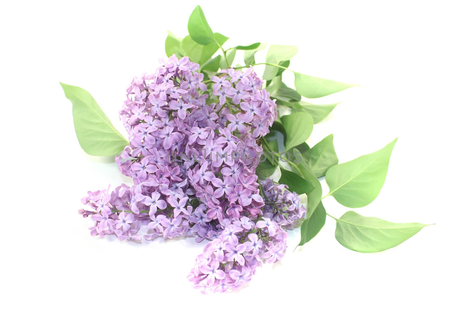 a bouquet of purple lilac blossoms on a light background