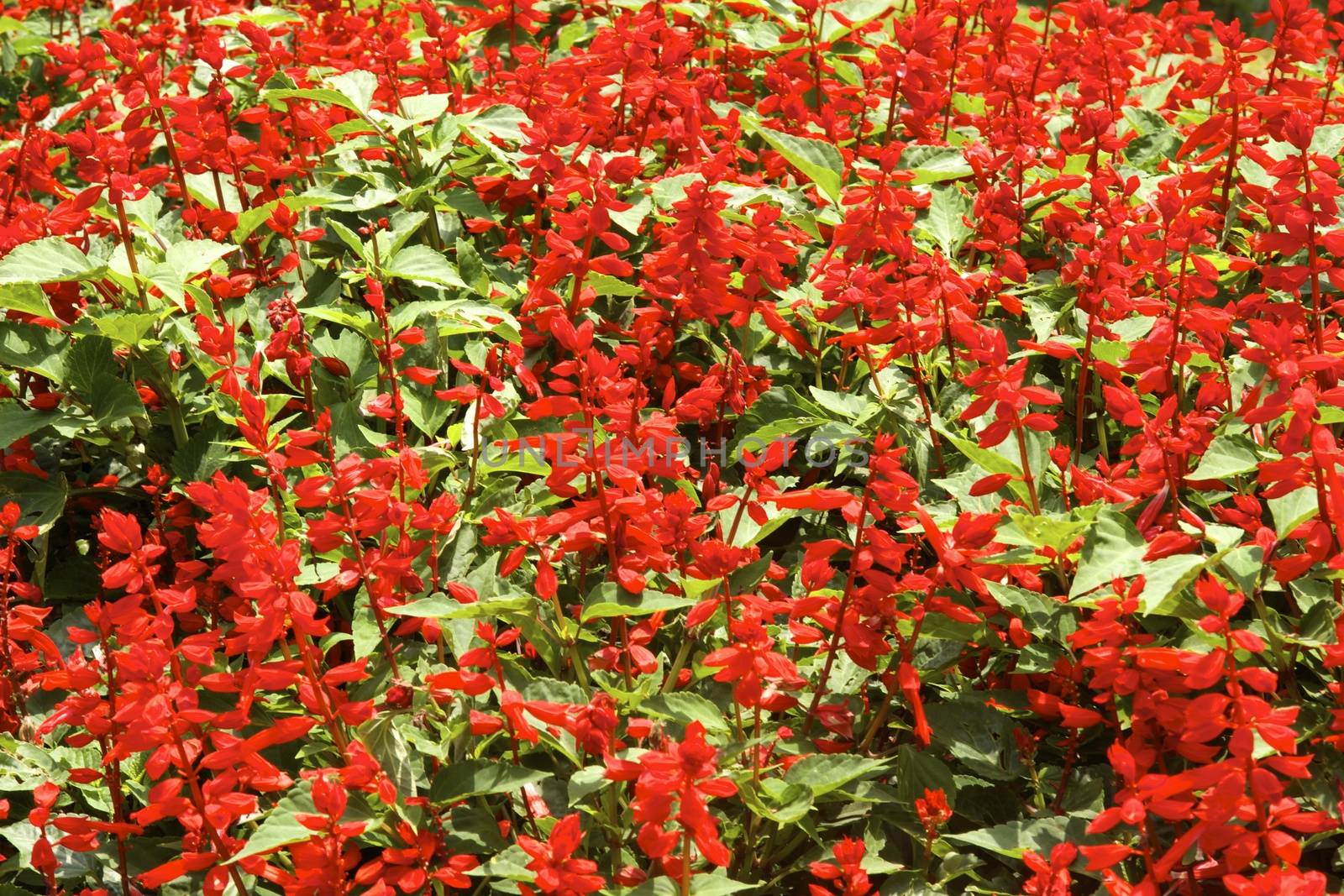 small red flowers in the garden ,shallow focus