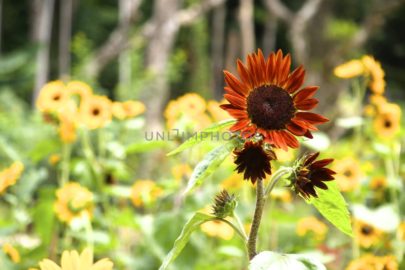 brown sun flower by nattapatt