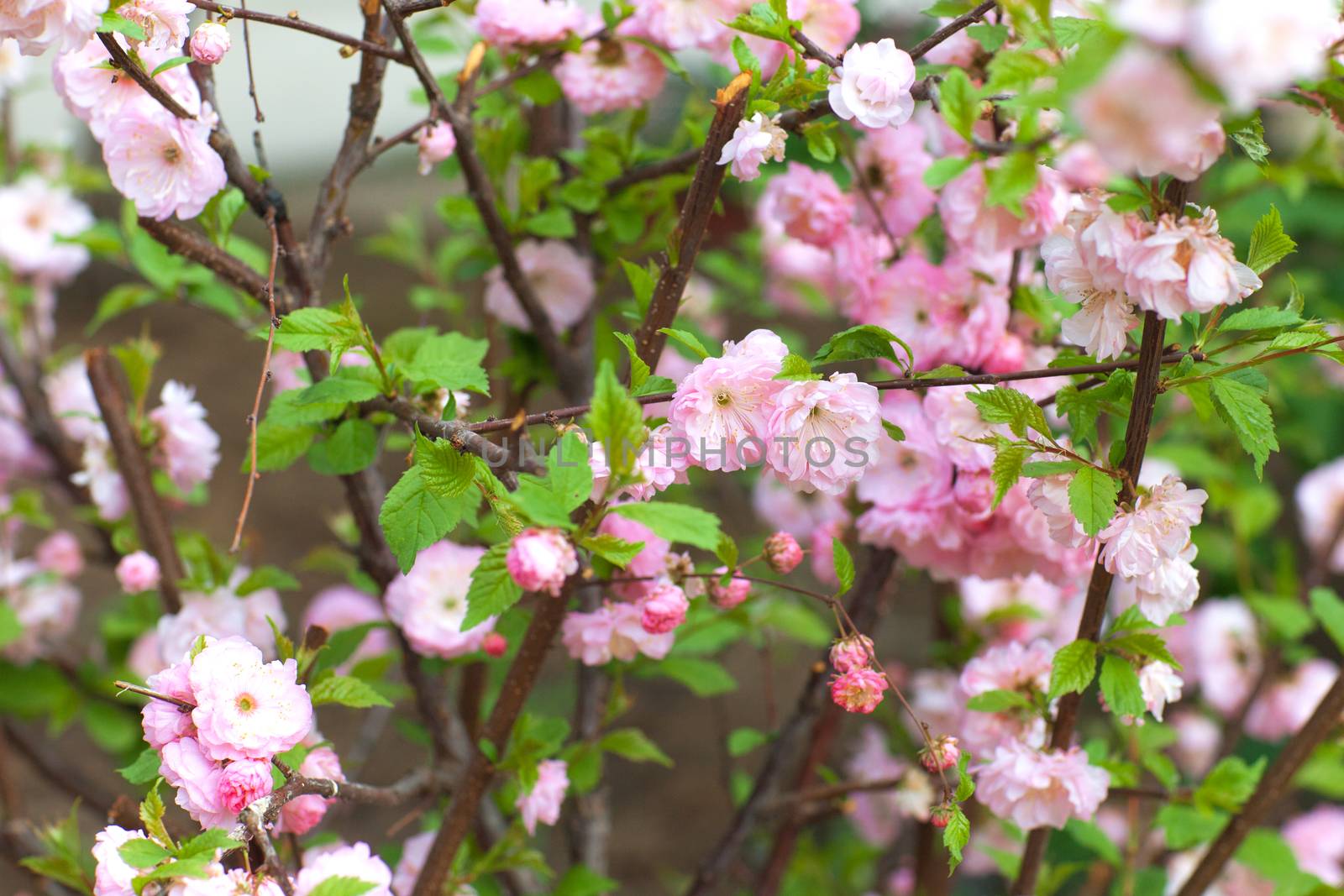 pink flowers on bush by vsurkov