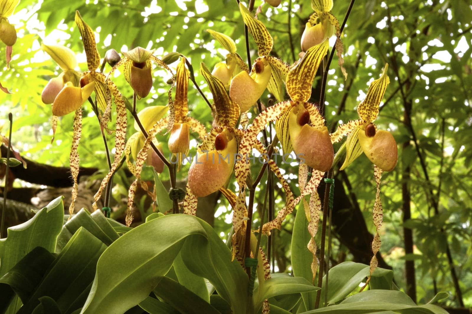 one kind of lady slipper orchid in tropical rain forest,Chiangrai,Thailand