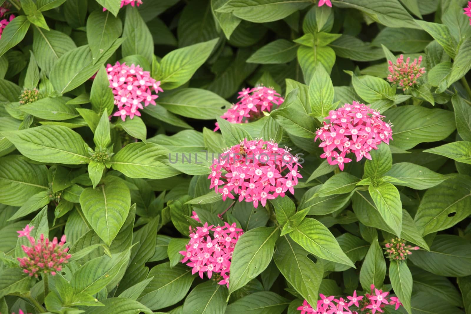 group of small pink flower in the garden,shallow focus