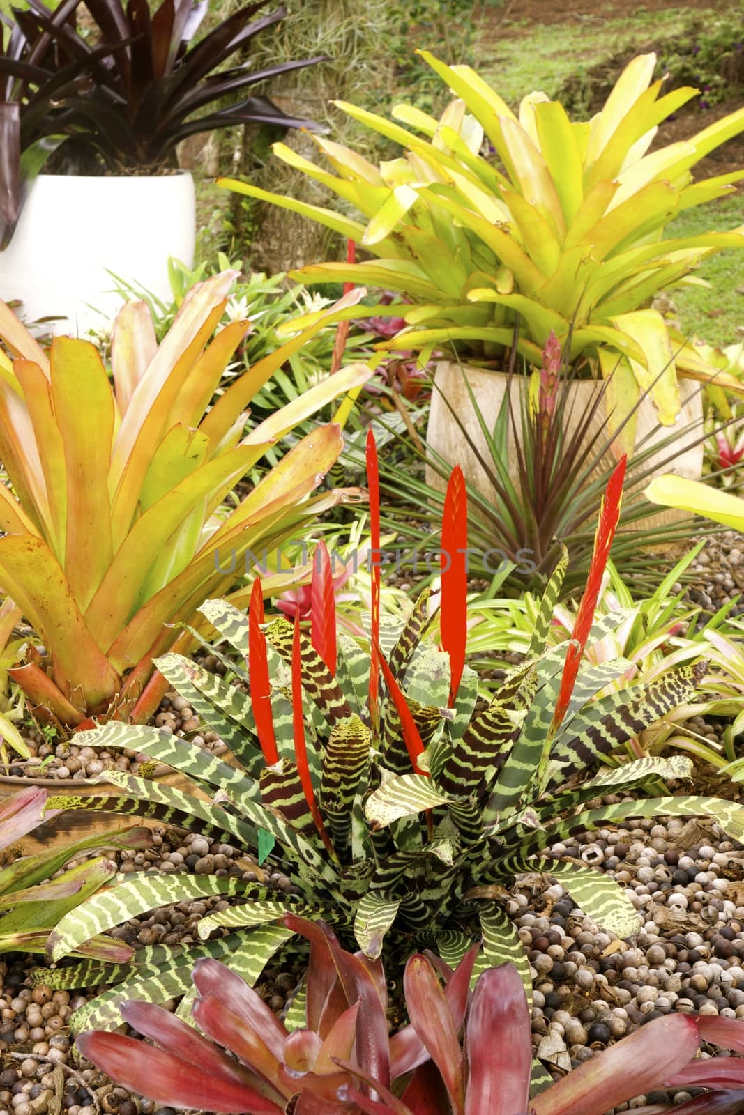 many kinds of bromeliad in tropical garden



