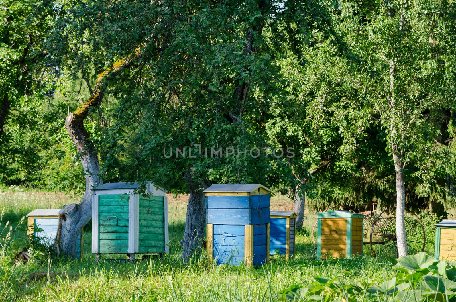 Colorful bee hives under fruit trees in rural garden. Natural beekeeping apiculture in village.