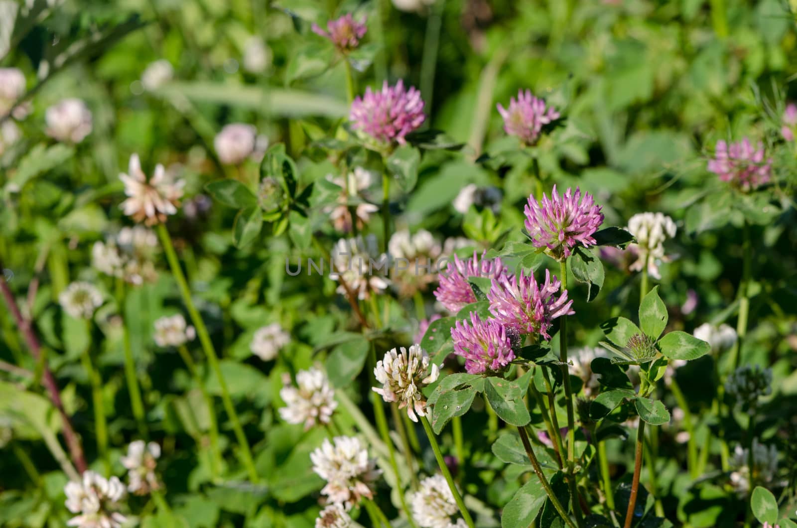 Closeup of dewy white and red clover plants grow in meadow.