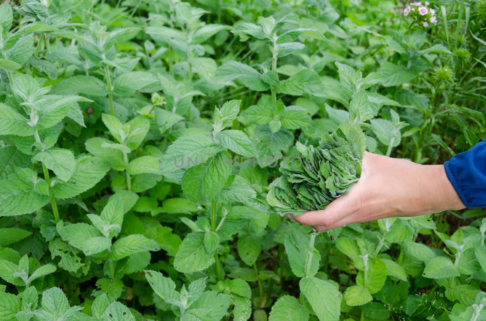 herbalist hand pick mint herb leaves in garden by sauletas